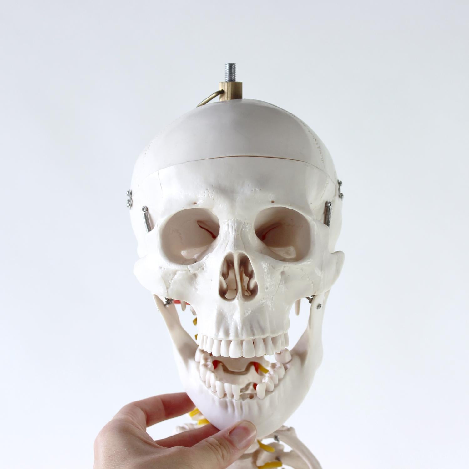 Freestanding Vintage Human Skeleton Anatomy Model, Czechoslovakia 1980s For Sale 10