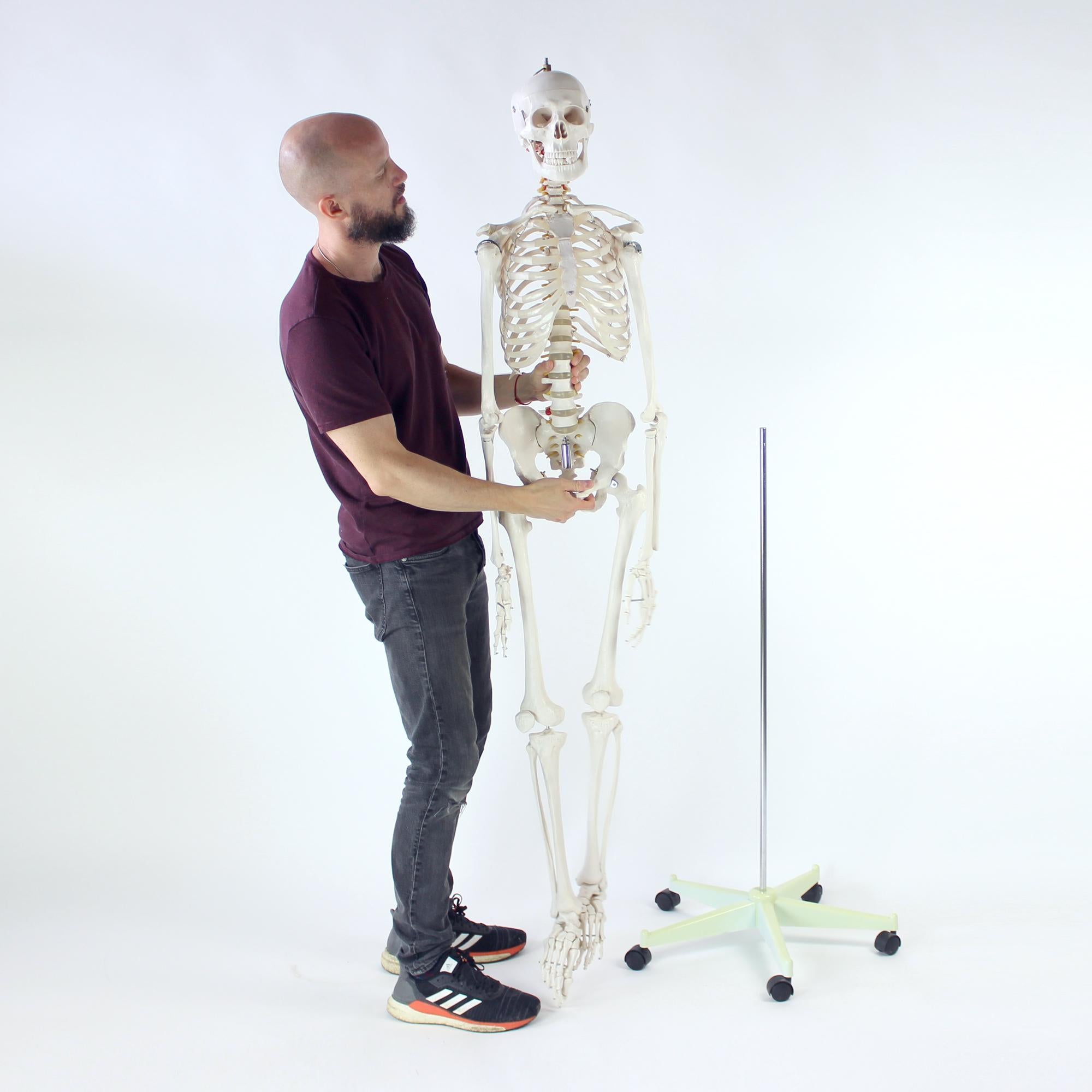 Freestanding Vintage Human Skeleton Anatomy Model, Czechoslovakia 1980s For Sale 11