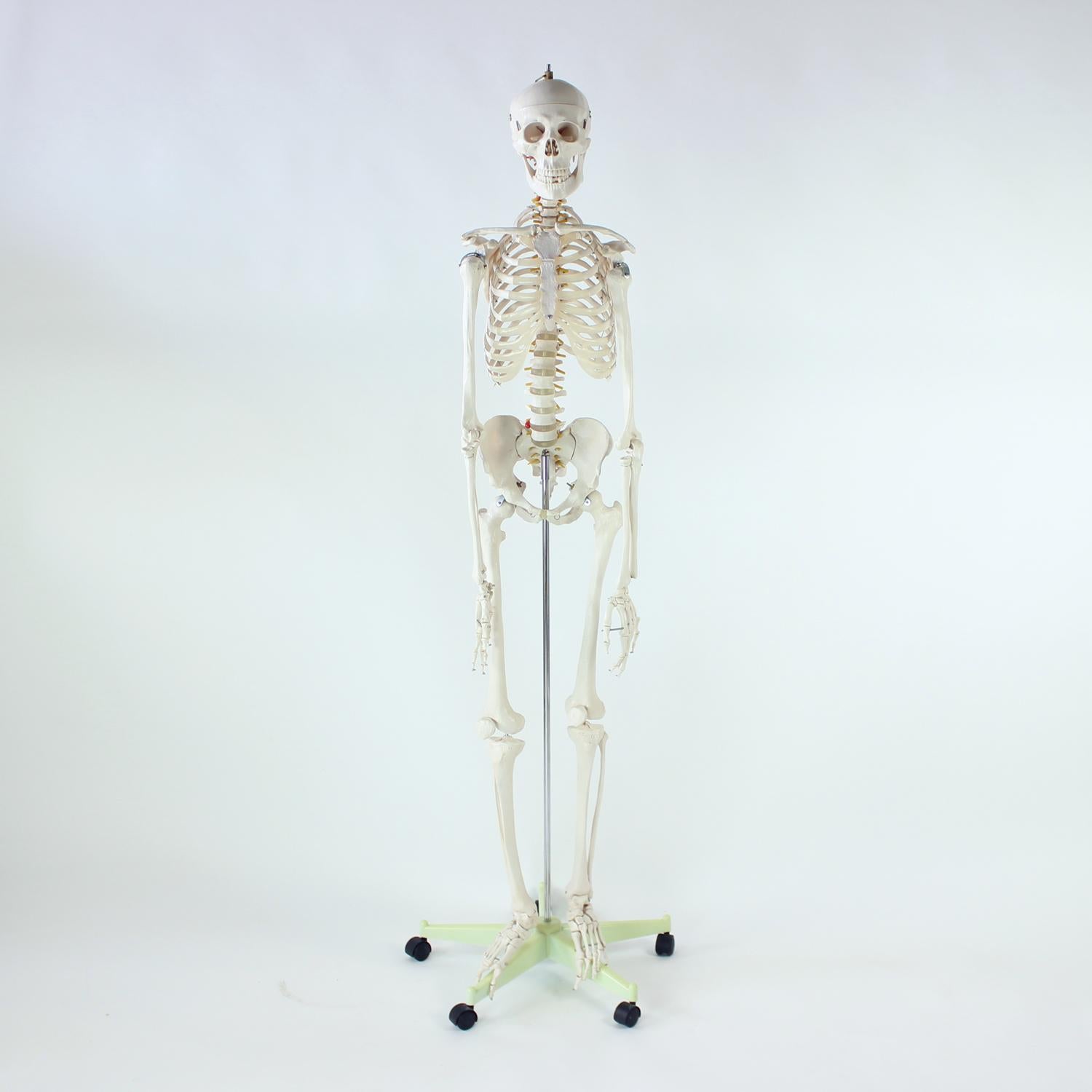 Industrial Freestanding Vintage Human Skeleton Anatomy Model, Czechoslovakia 1980s For Sale
