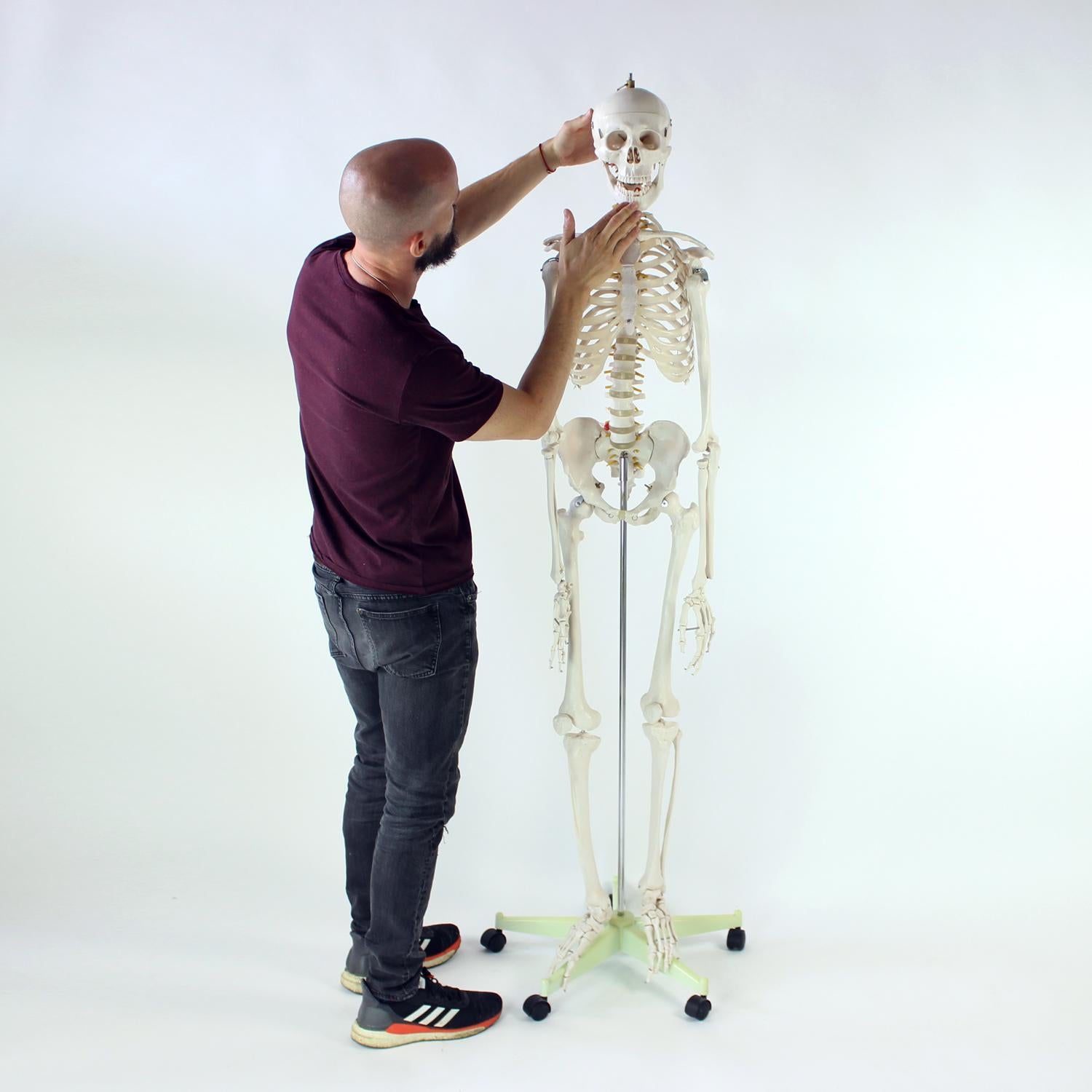Freestanding Vintage Human Skeleton Anatomy Model, Czechoslovakia 1980s In Excellent Condition For Sale In Zohor, SK