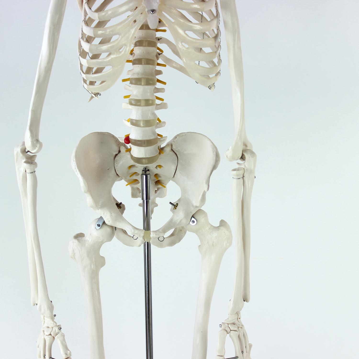 Late 20th Century Freestanding Vintage Human Skeleton Anatomy Model, Czechoslovakia 1980s For Sale