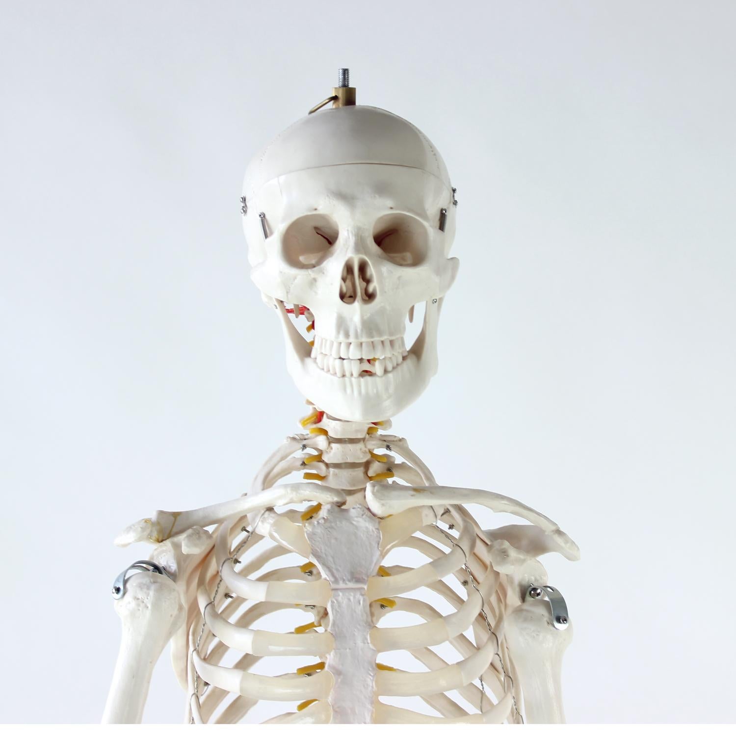 Plastic Freestanding Vintage Human Skeleton Anatomy Model, Czechoslovakia 1980s For Sale