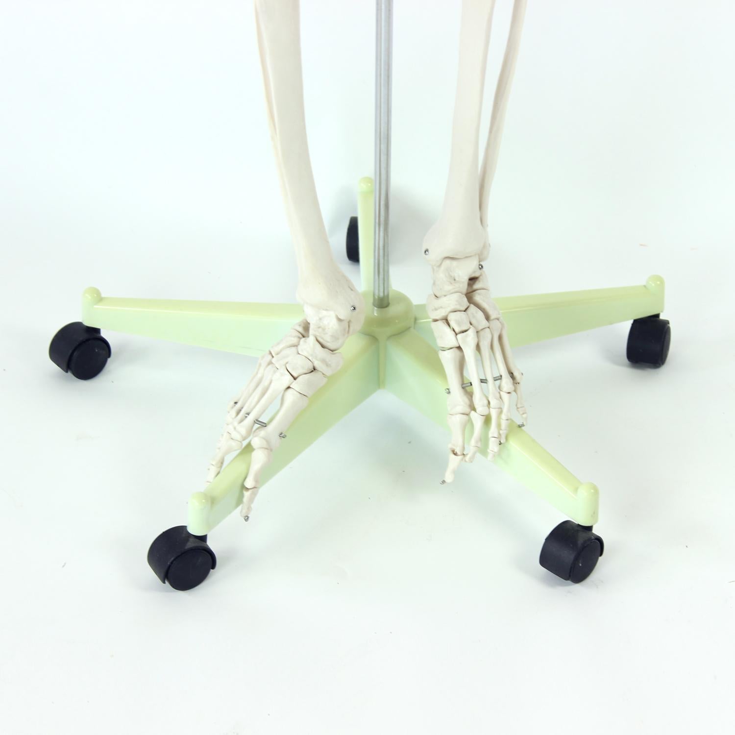 Freestanding Vintage Human Skeleton Anatomy Model, Czechoslovakia 1980s For Sale 1