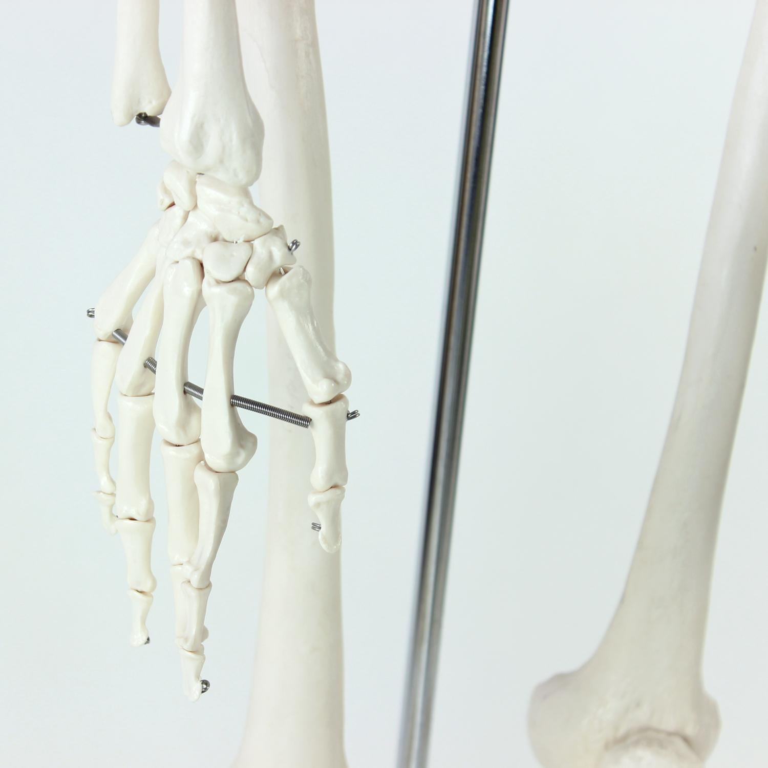 Freestanding Vintage Human Skeleton Anatomy Model, Czechoslovakia 1980s For Sale 2