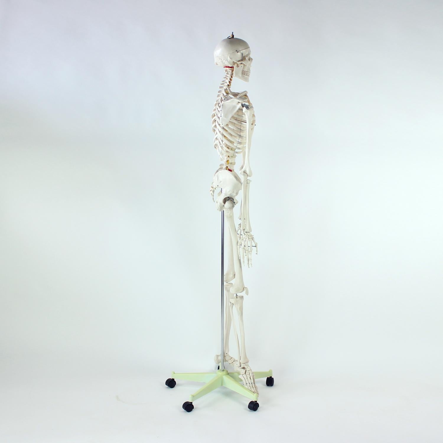 Freestanding Vintage Human Skeleton Anatomy Model, Czechoslovakia 1980s For Sale 3