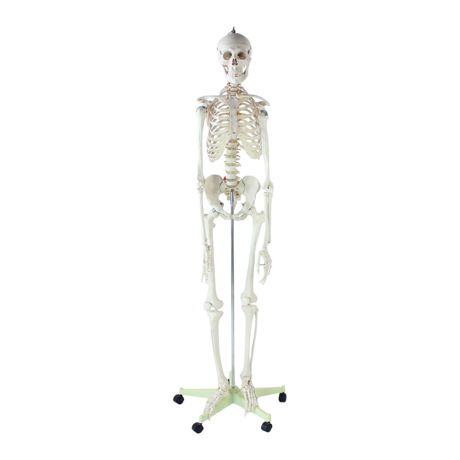 Freestanding Vintage Human Skeleton Anatomy Model, Czechoslovakia 1980s For Sale