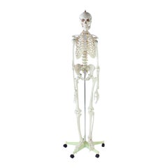 Freestanding Vintage Human Skeleton Anatomy Model, Czechoslovakia 1980s