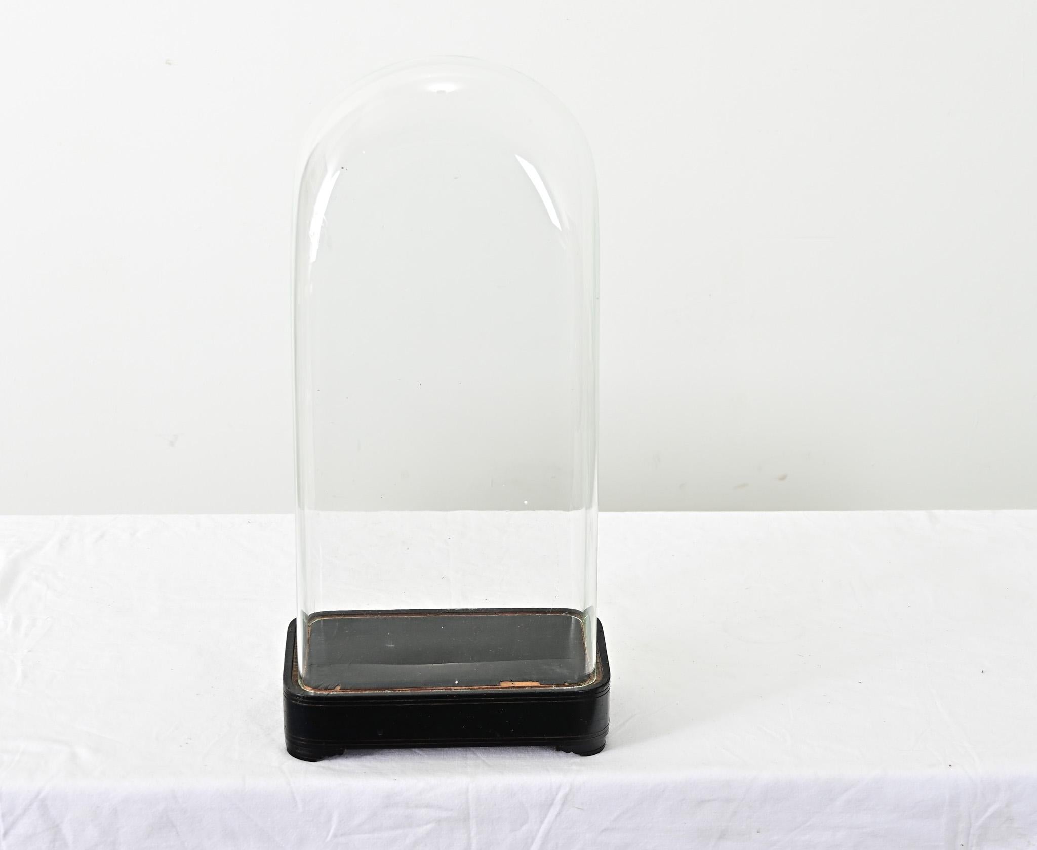 Cúpula de cristal francesa del siglo XIX sobre soporte ebonizado Francés en venta
