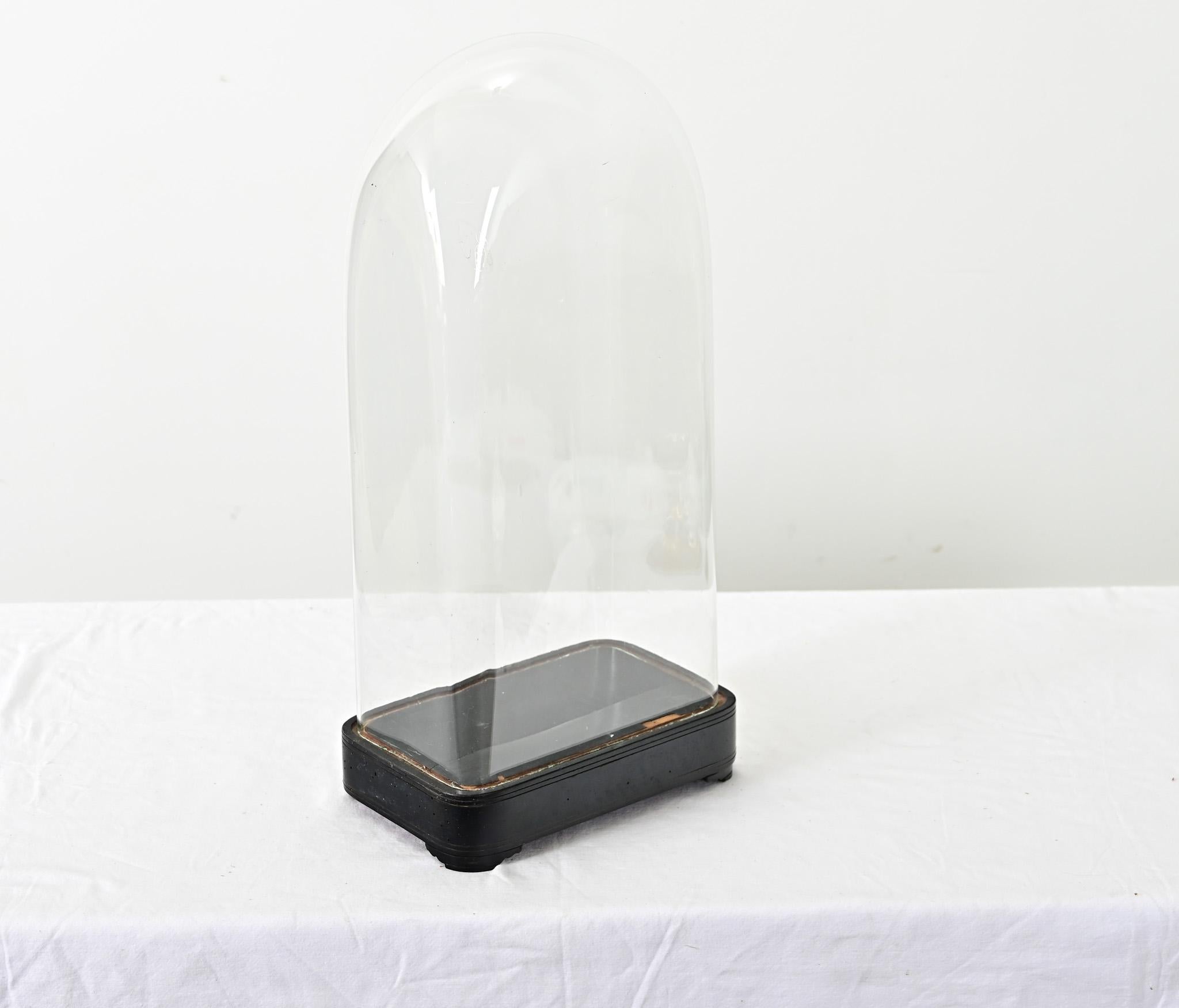 Cúpula de cristal francesa del siglo XIX sobre soporte ebonizado Ebonizado en venta