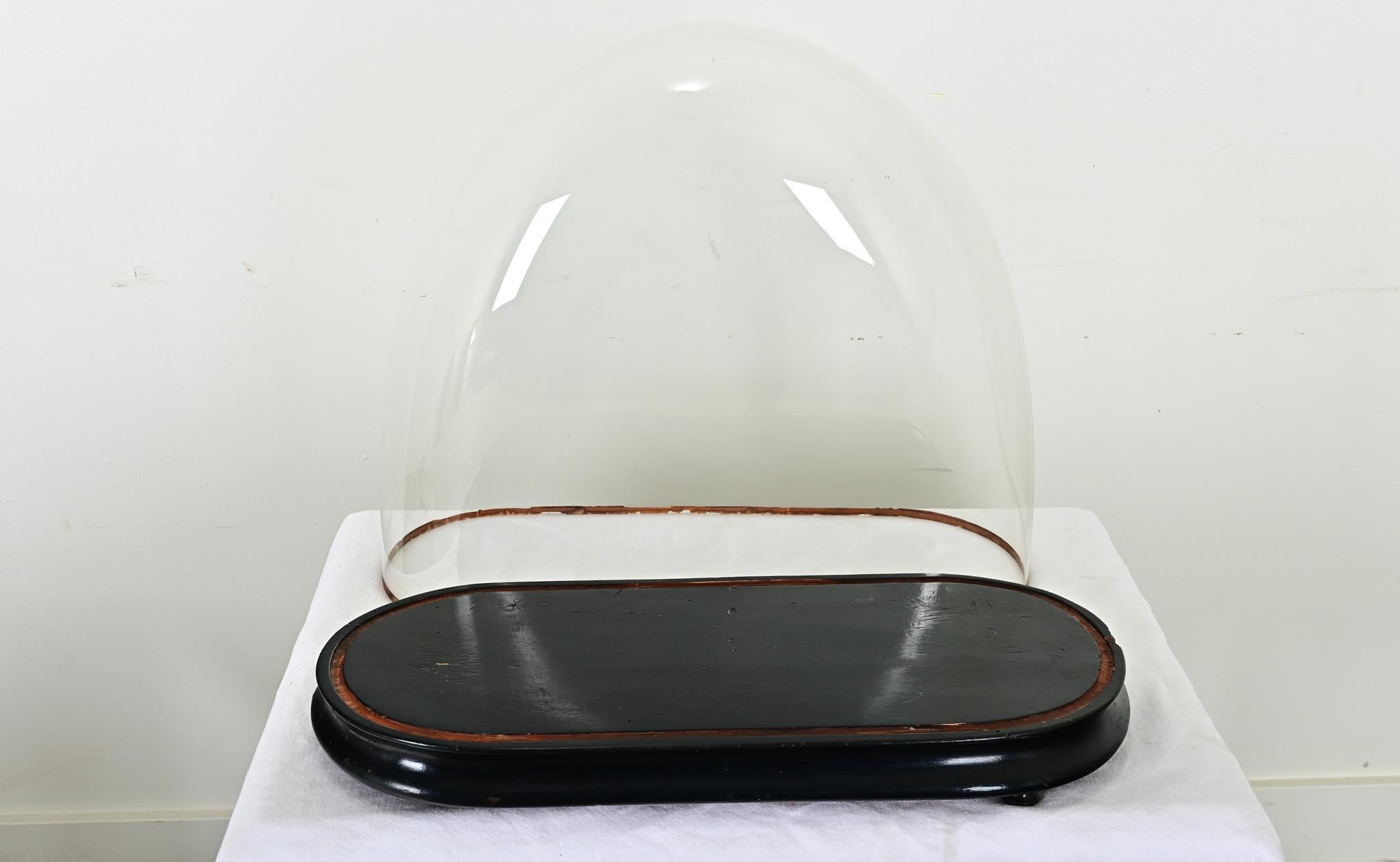Other French 19th Century Glass Dome on Pedestal For Sale