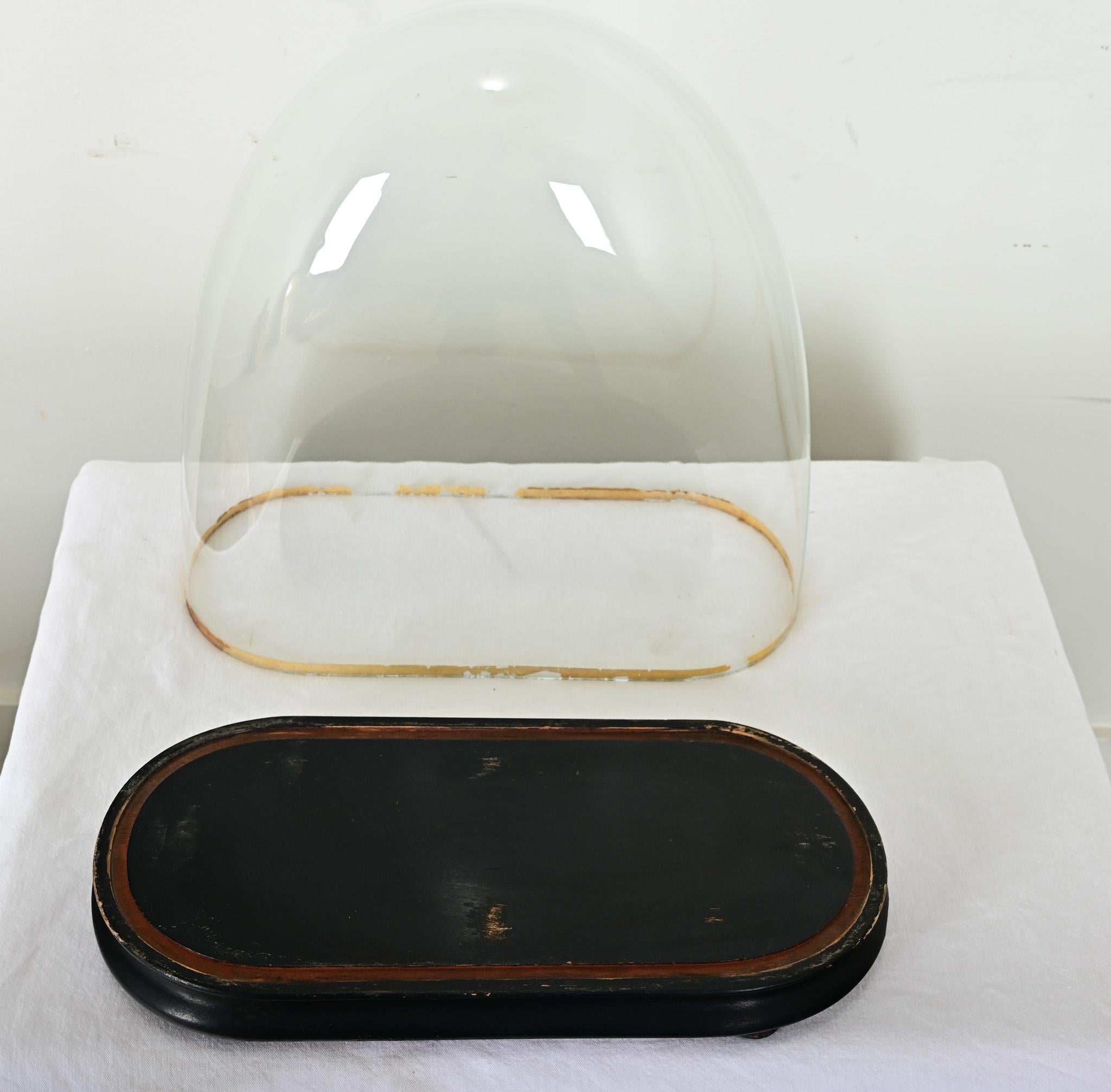French 19th Century Glass Dome on Pedestal 2
