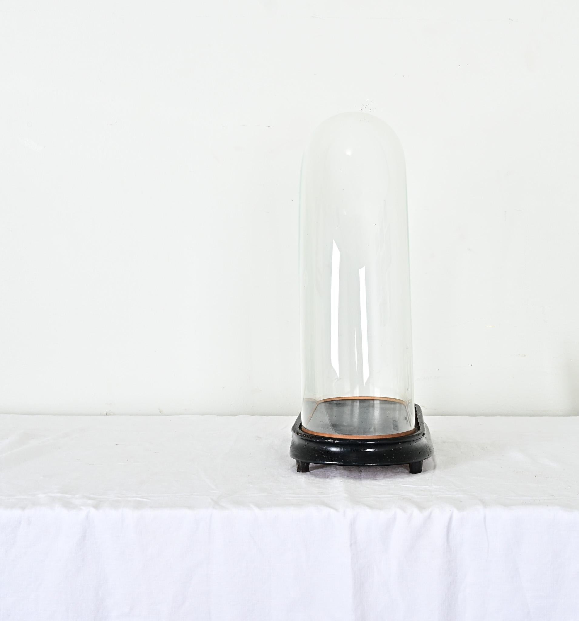 French 19th Century Large Glass Dome on Stand 2