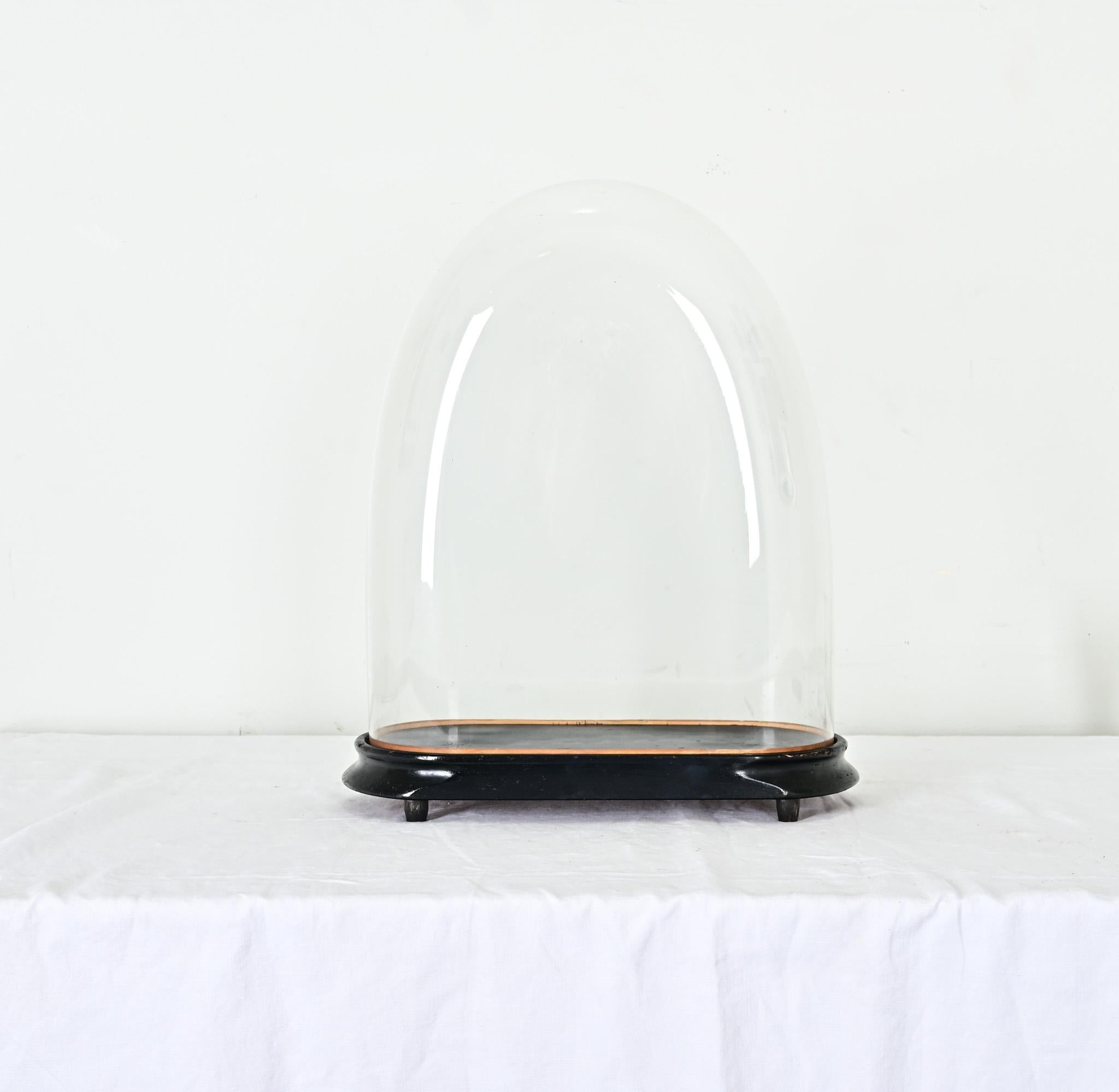 French 19th Century Large Glass Dome on Stand 3