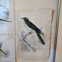 French Antique Framed Hand Colored Prints of Birds in Gold Frame