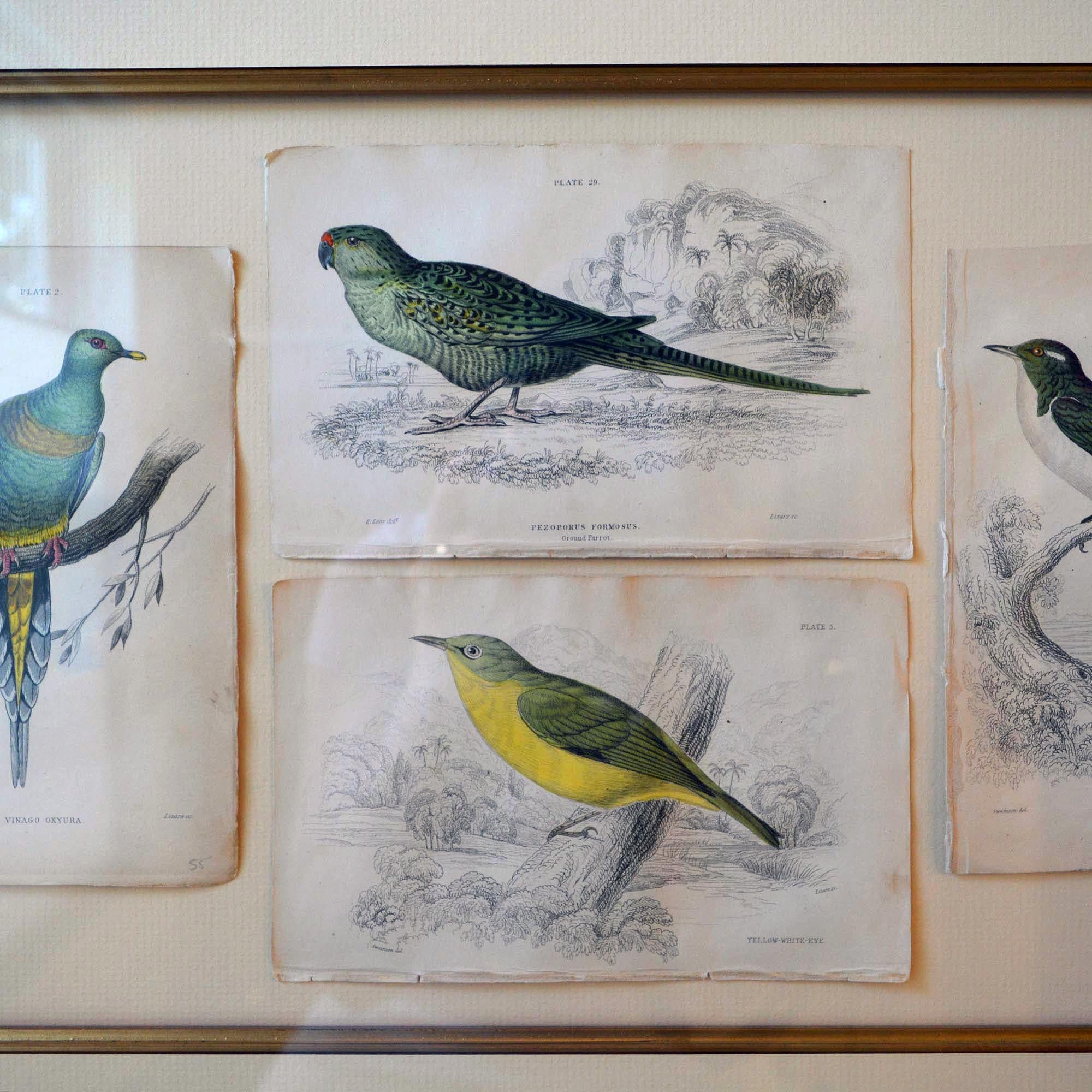 Unknown French Antique Framed Hand Colored Prints of Birds in Gold Frame For Sale