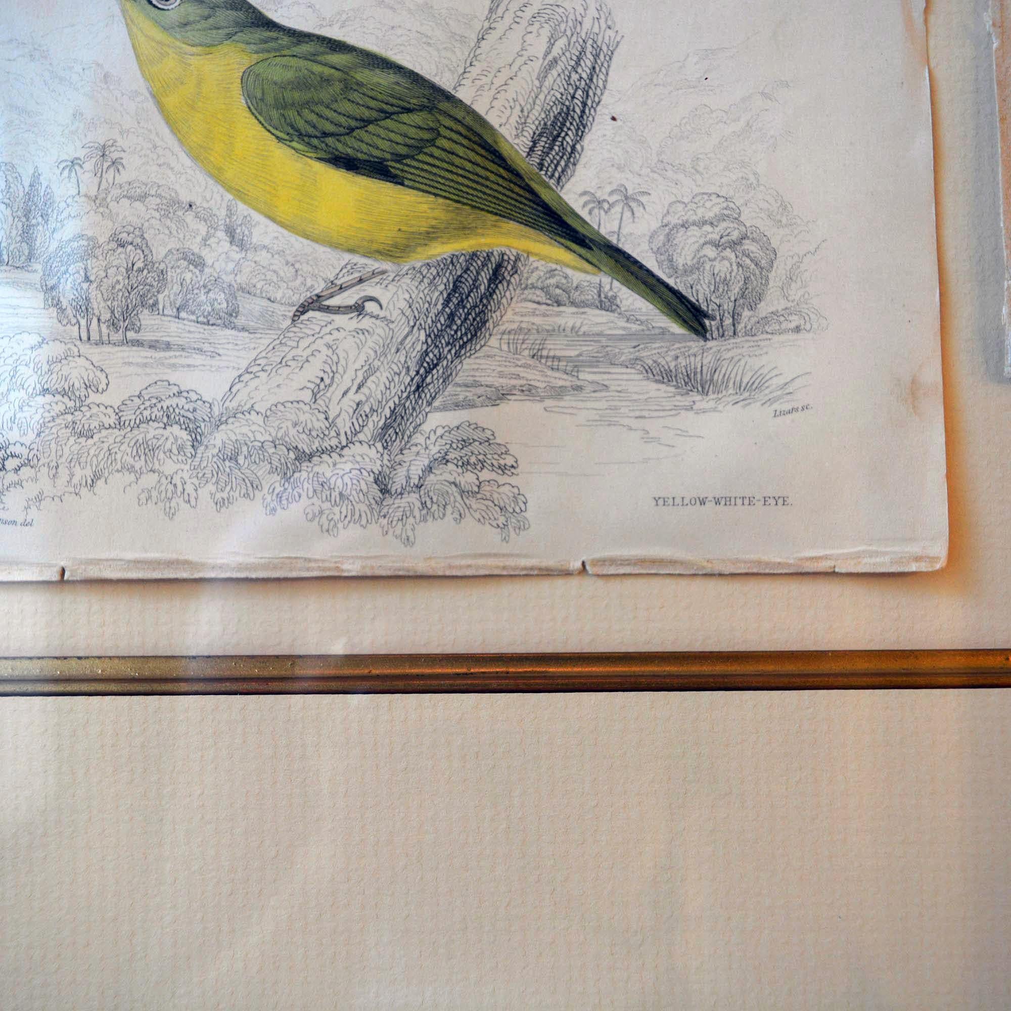 French Antique Framed Hand Colored Prints of Birds in Gold Frame In Good Condition For Sale In Pataskala, OH