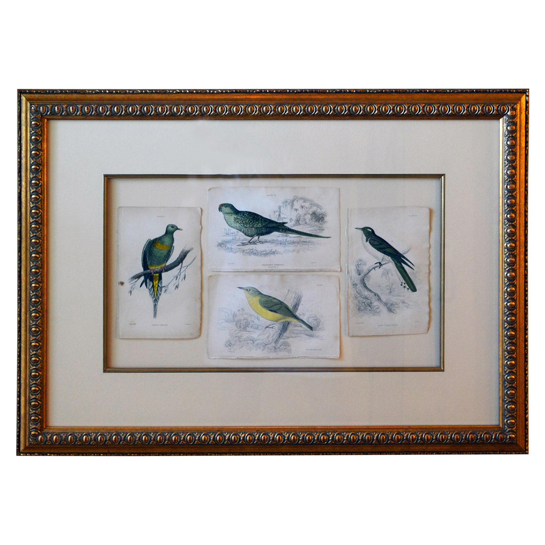 French Antique Framed Hand Colored Prints of Birds in Gold Frame For Sale