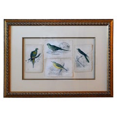 French Antique Framed Hand Colored Prints of Birds in Gold Frame