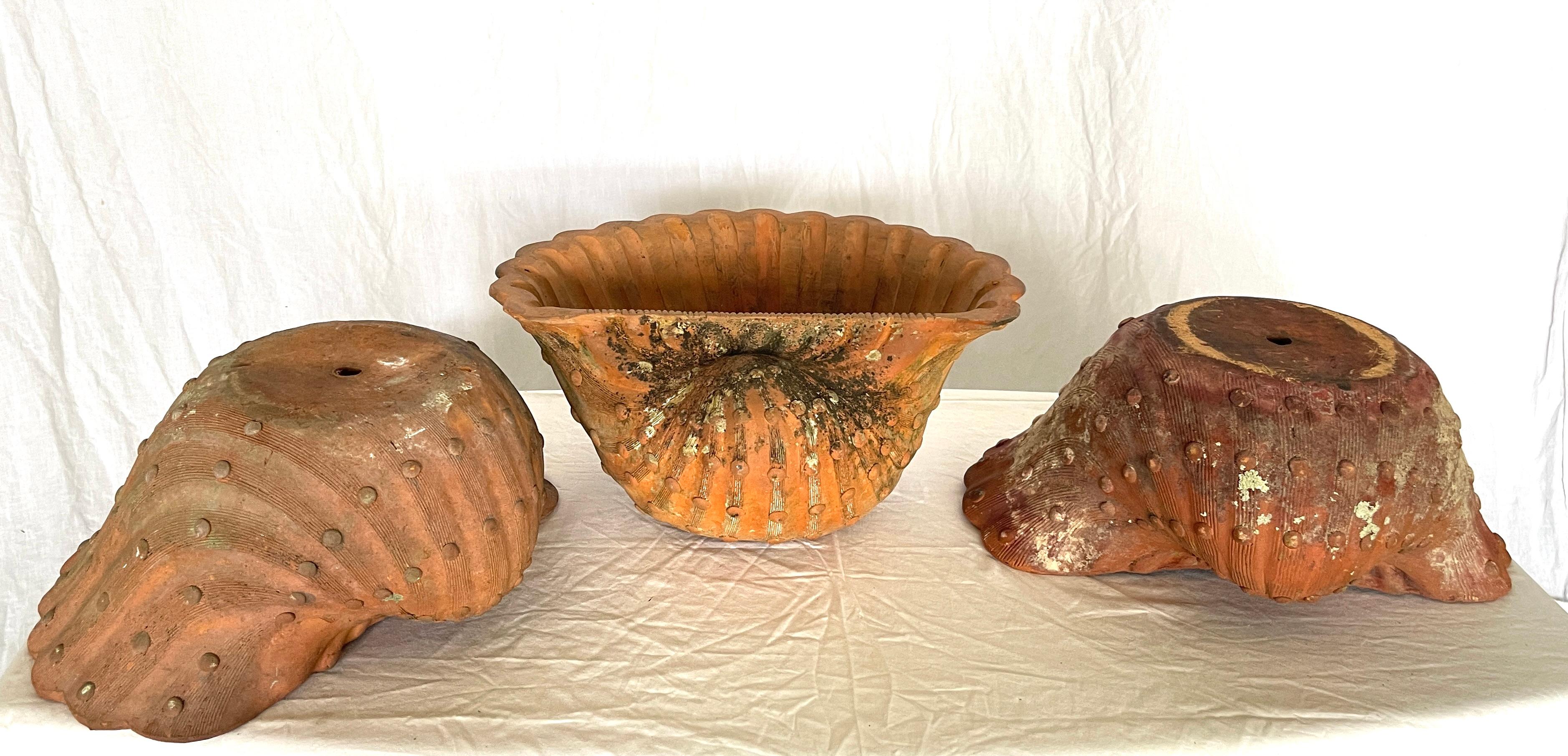 French Antique Set of Three Terracotta Large Shell Planters, 1940s For Sale 8