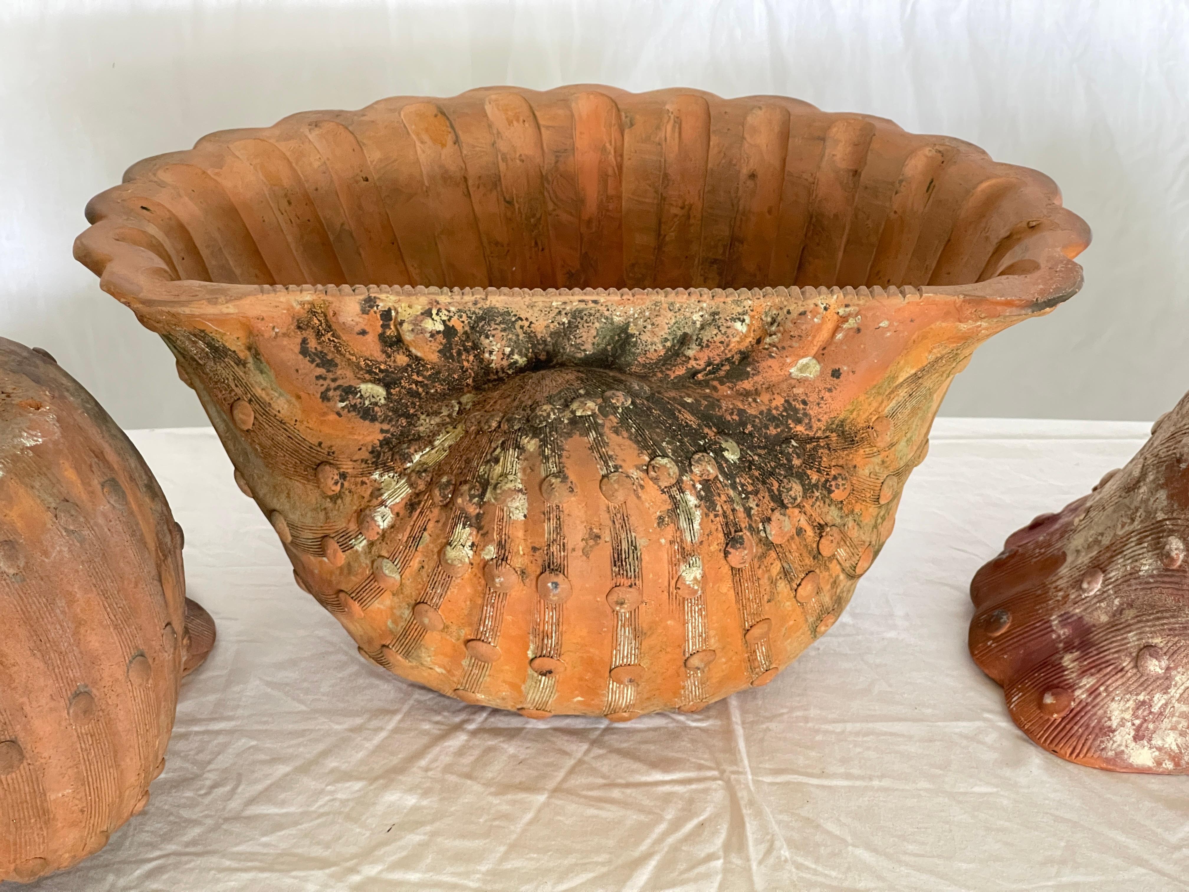 French Antique Set of Three Terracotta Large Shell Planters, 1940s For Sale 9