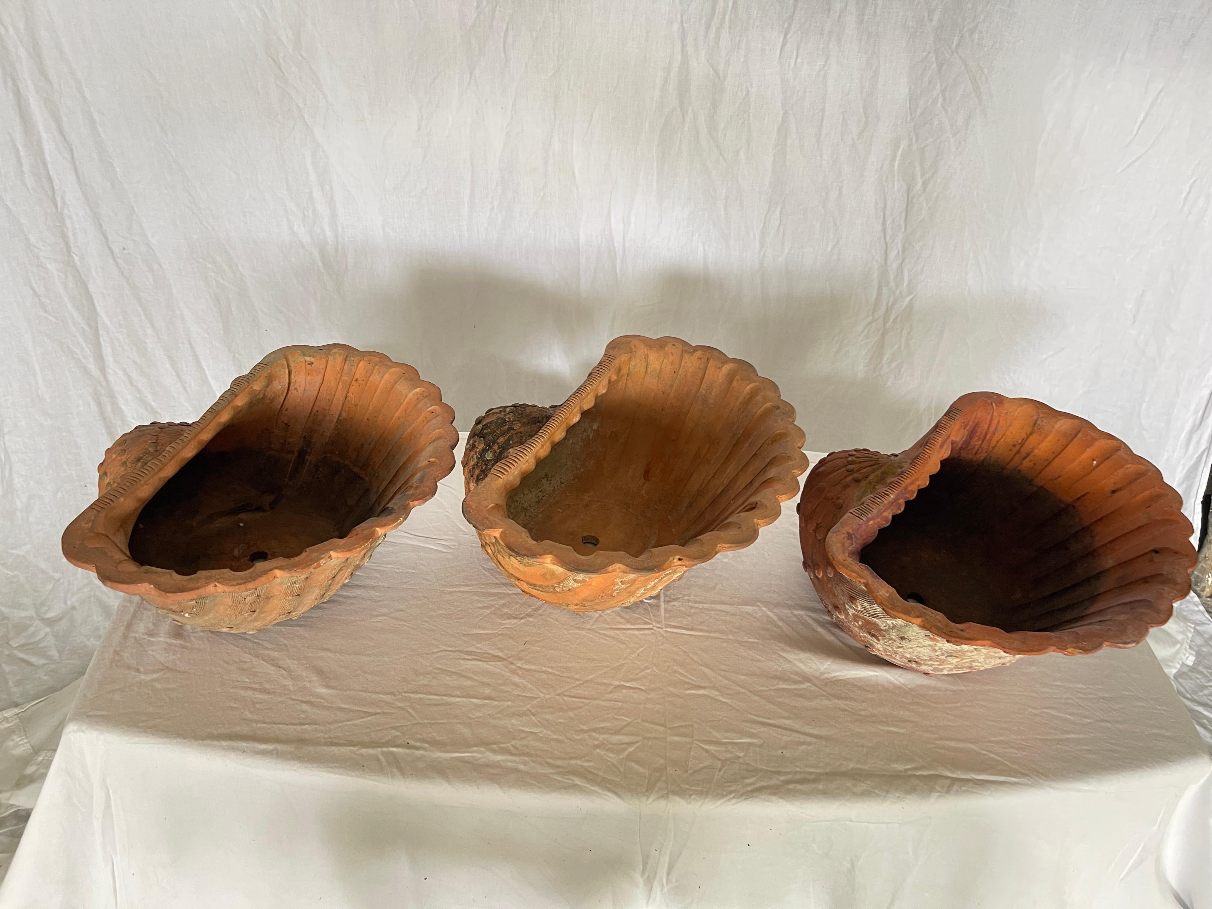 French Provincial French Antique Set of Three Terracotta Large Shell Planters, 1940s For Sale