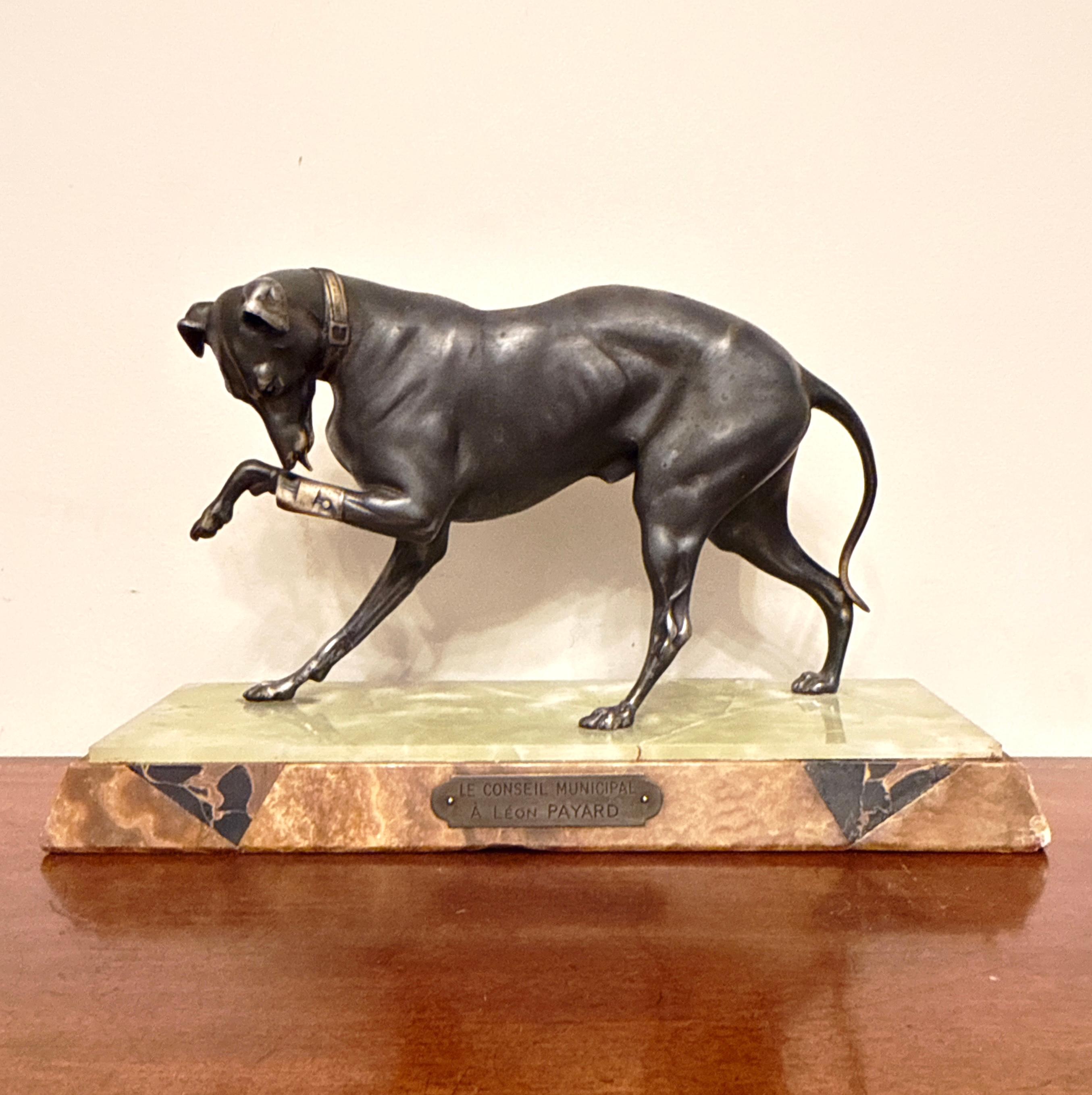 Französische figurative Skulptur eines Windhundes oder Whippets in aufmerksamer Haltung, gegossen aus Zinn mit dunkler Patina und montiert auf einem Sockel aus mehrfarbigem Marmor. Dieses Stück stammt aus dem frühen 20. Jahrhundert und zeigt in
