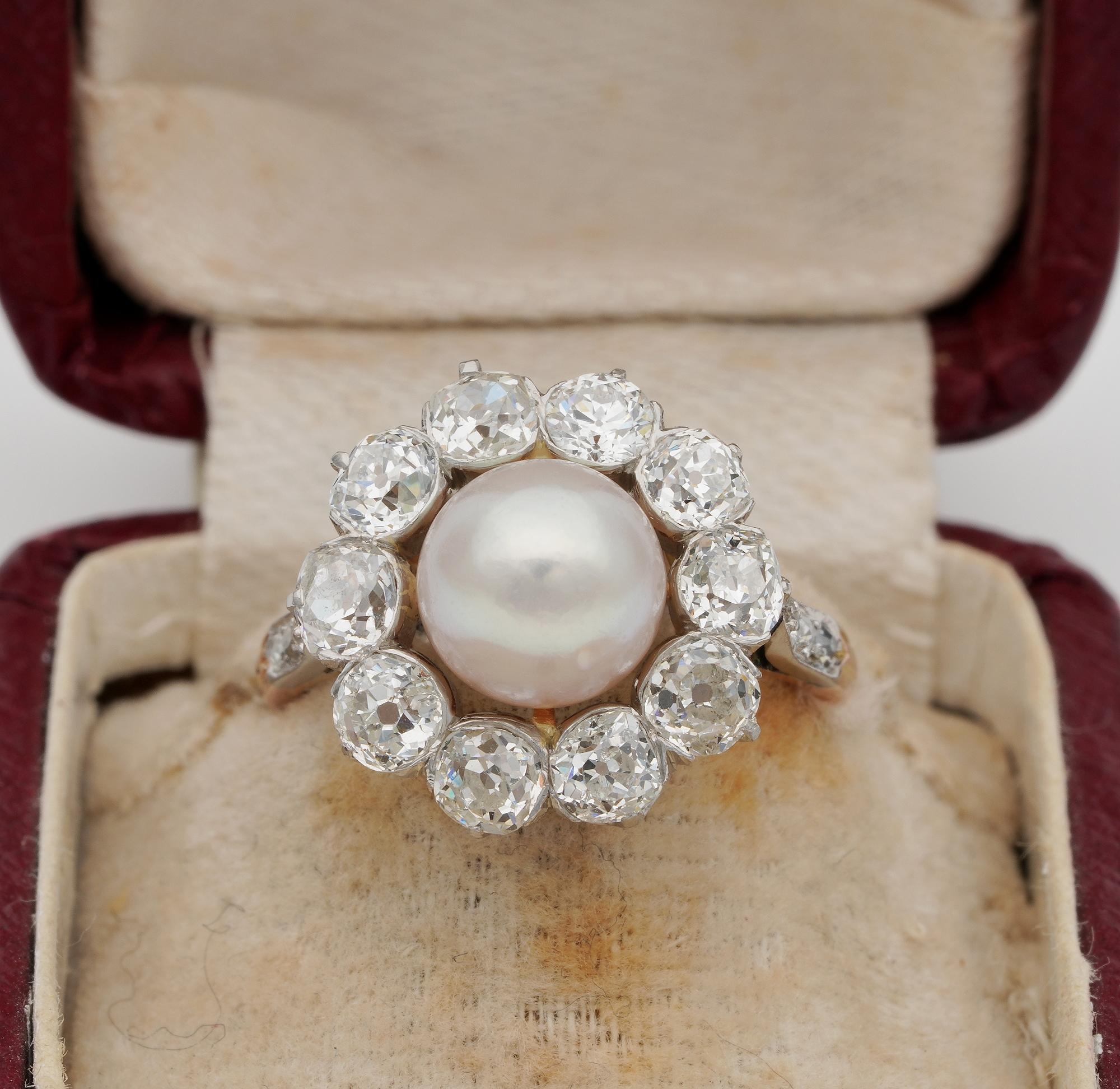 The rarity corner

Nothing can be more elegant and unique than a natural Pearl and Diamonds combined in a ageless cluster
This magnificent Belle Epoque ring is French origin 1900 ca
Large eye-catching crown overwhelmed by the glow of both Pearl and