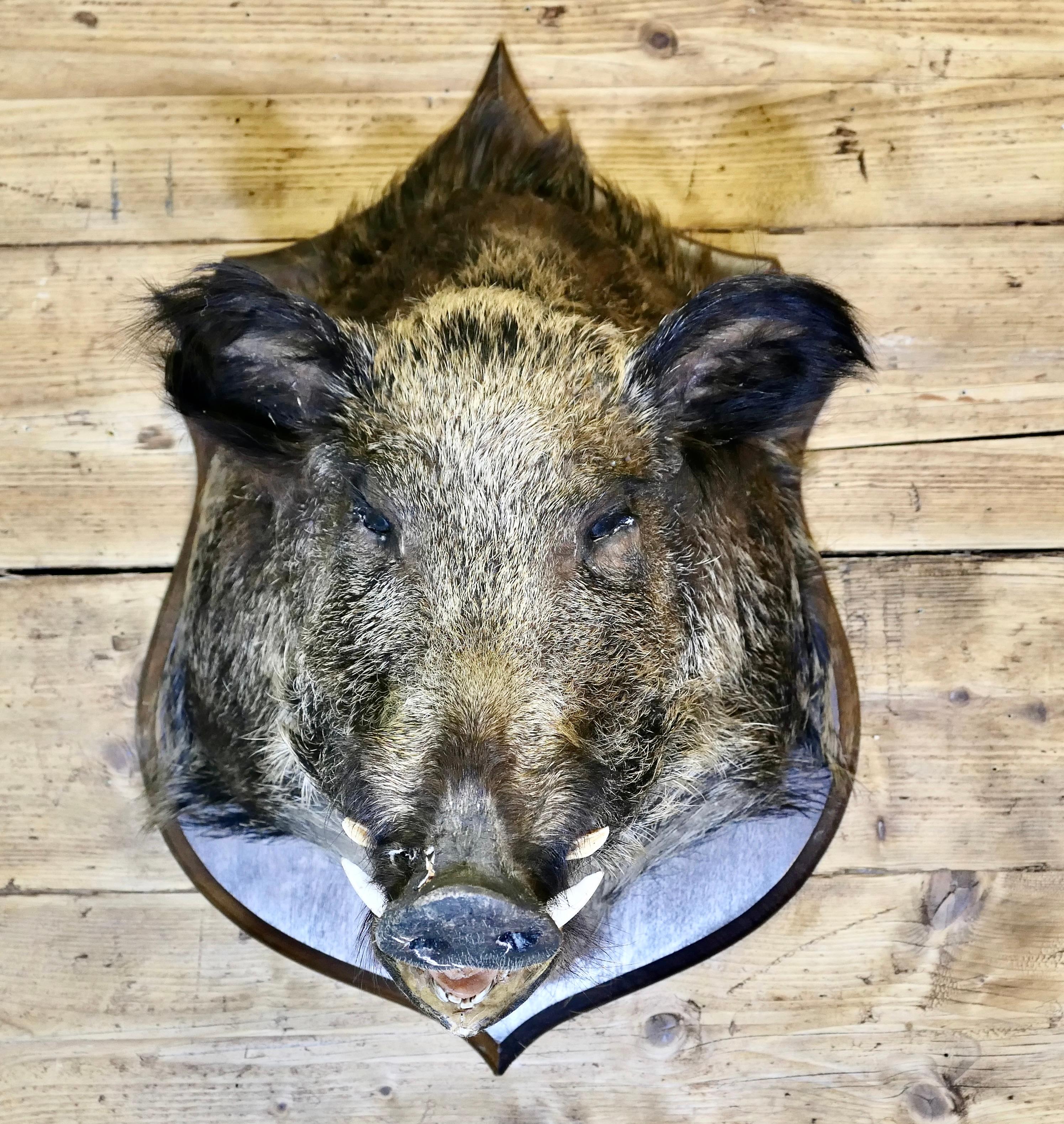 Trophée de chasse tête de sanglier français
Ce grand trophée en forme de tête de sanglier provient de la région de Périgore, en France.
Ces animaux sont appréciés non seulement pour leur viande, mais aussi pour leur férocité et leur courage. Le