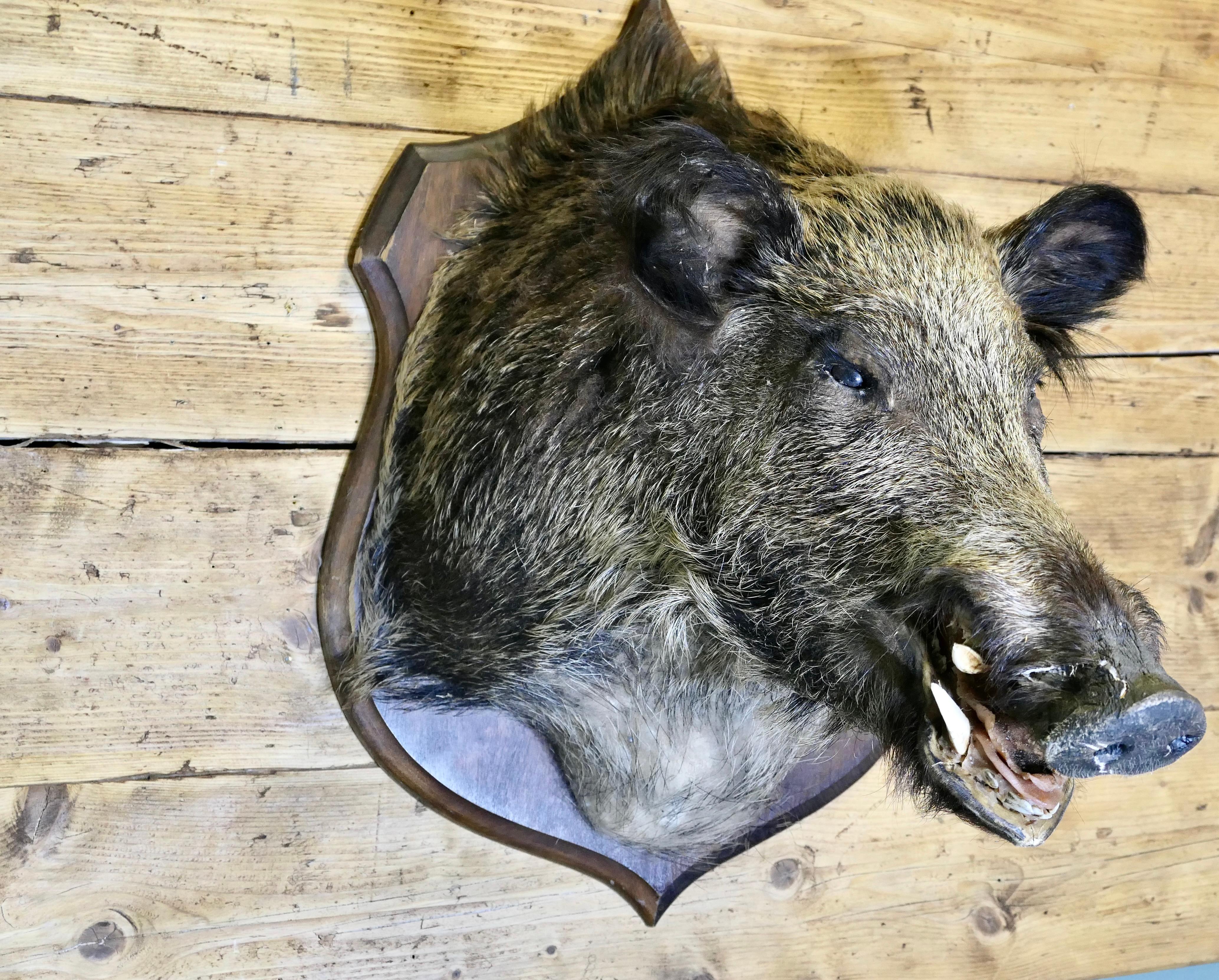 Forêt-Noire Trophée de chasse tête de sanglier français en vente