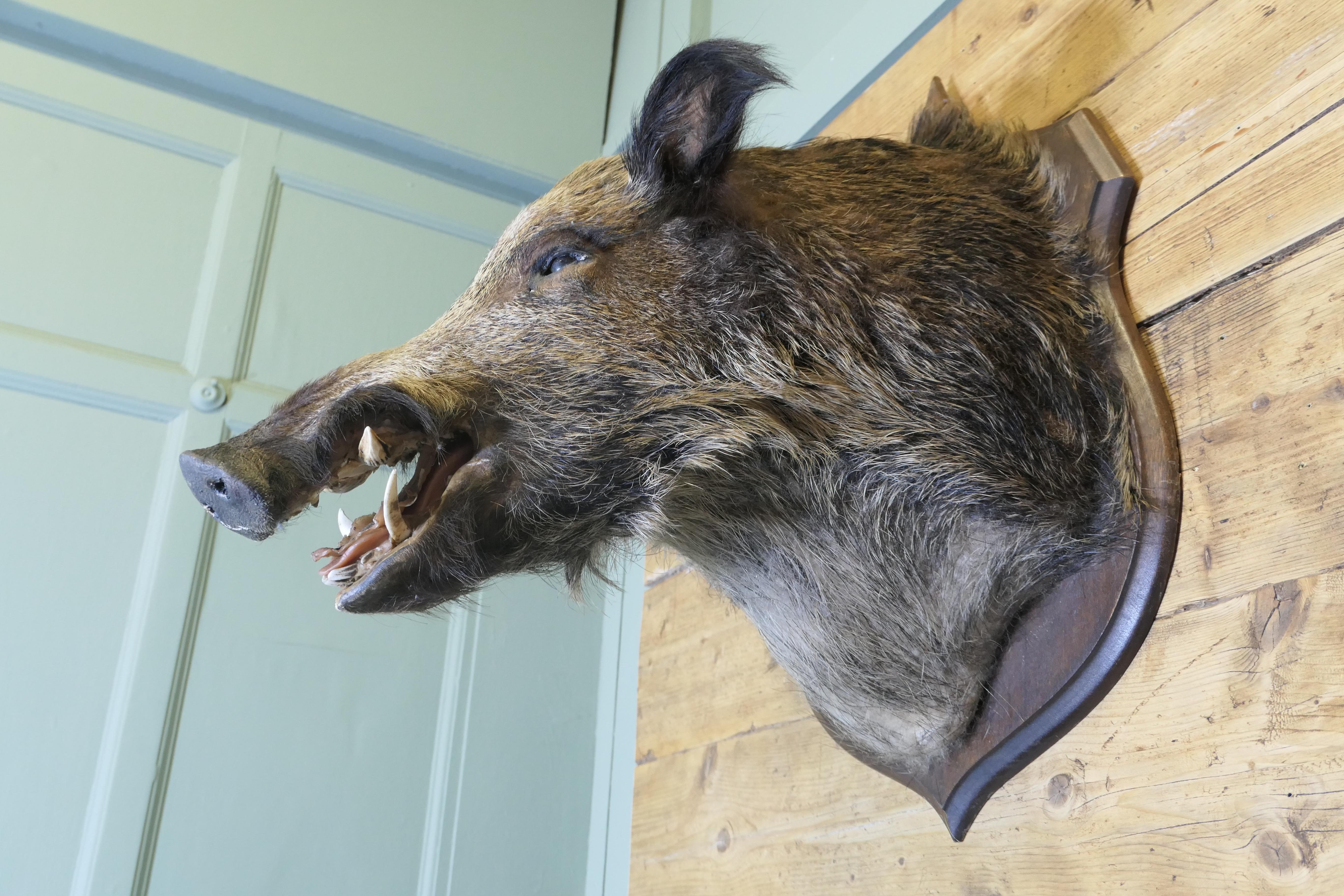 Milieu du XXe siècle Trophée de chasse tête de sanglier français en vente