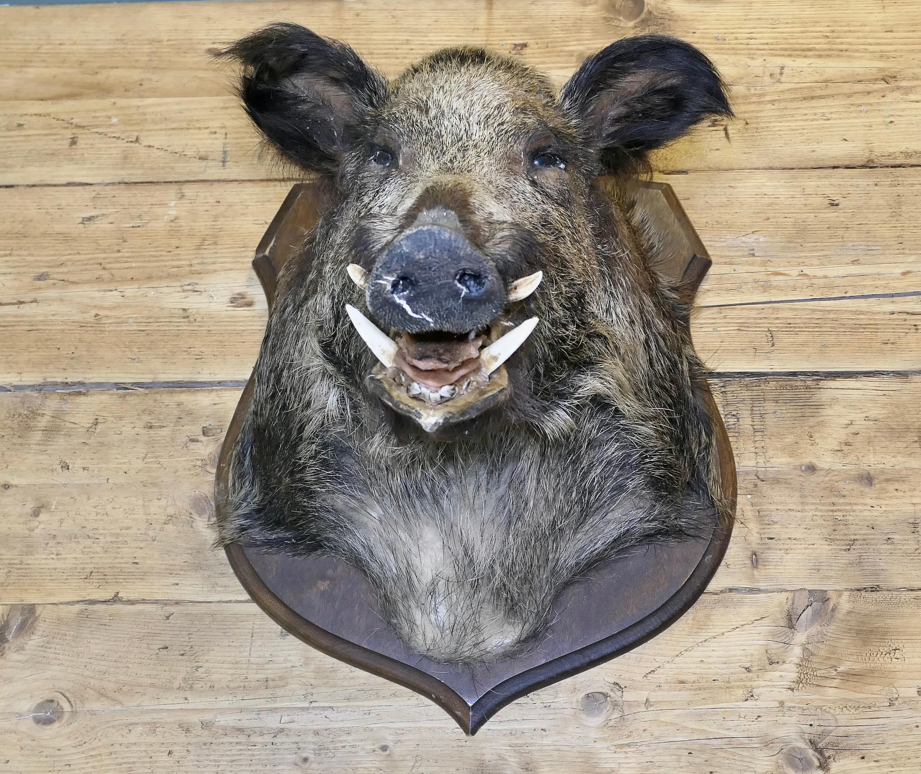 Trophée de chasse tête de sanglier français en vente 1
