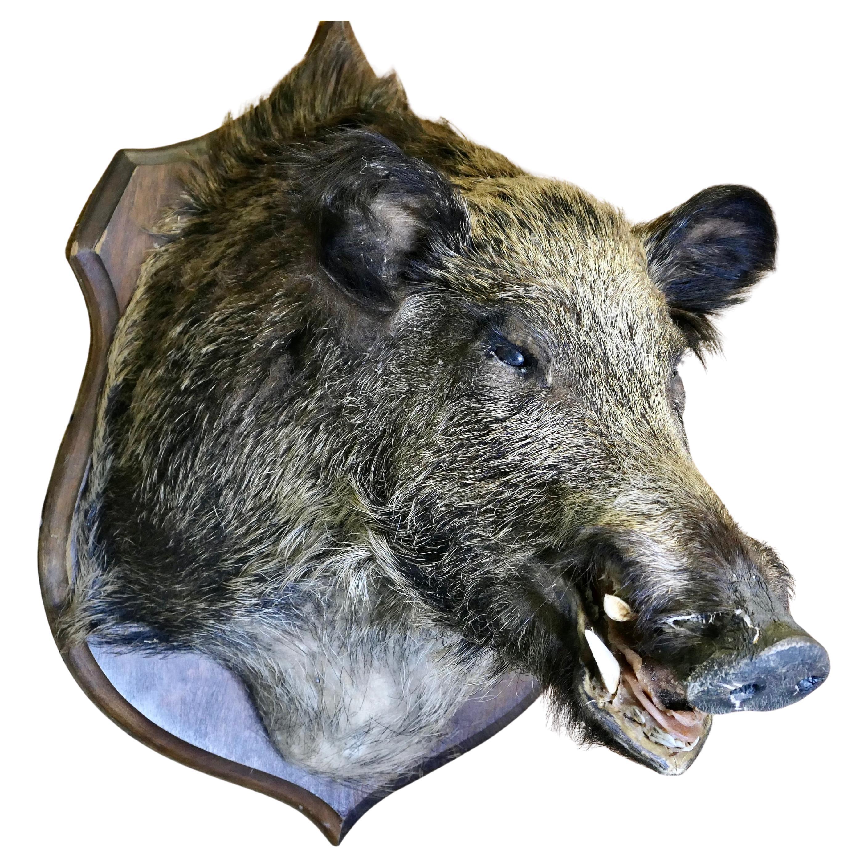 Trophée de chasse tête de sanglier français en vente