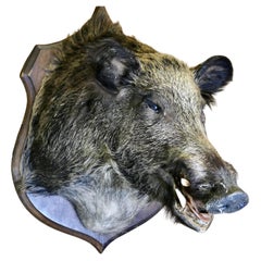 Used French Boar’s Head Hunting Trophy