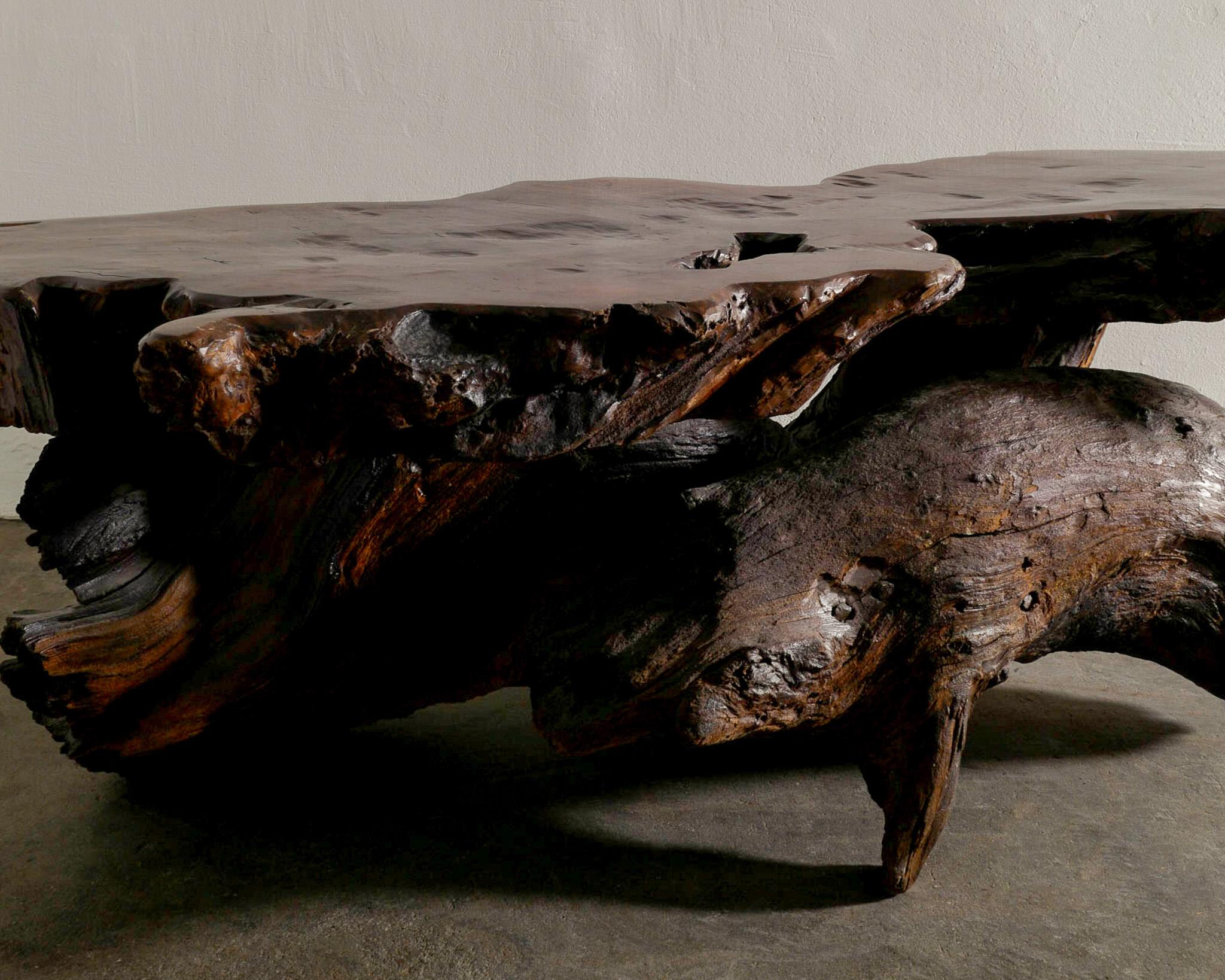 Elm French Brutalist Root Coffee Sofa Table in Solid Wood Produced in France 1970s For Sale