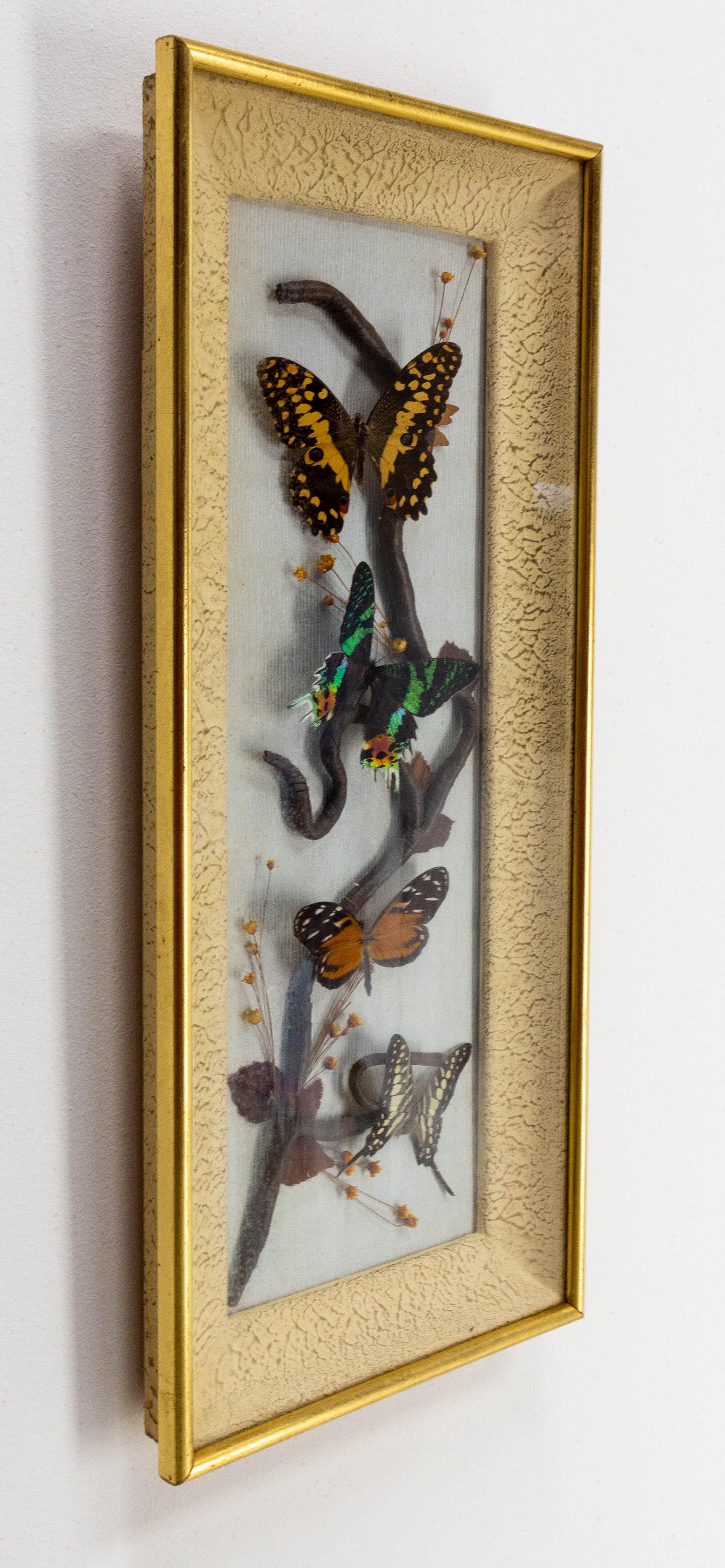 Mid-Century Modern French Butterflies Glass Box Frame Midcentury For Sale