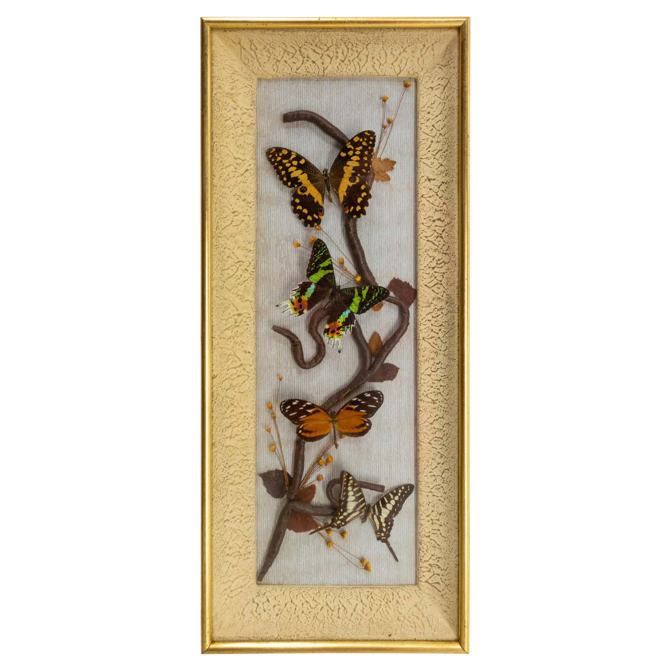 French Butterflies Glass Box Frame Midcentury For Sale at 1stDibs