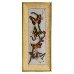 Vintage French Butterflies Glass Box Frame Midcentury