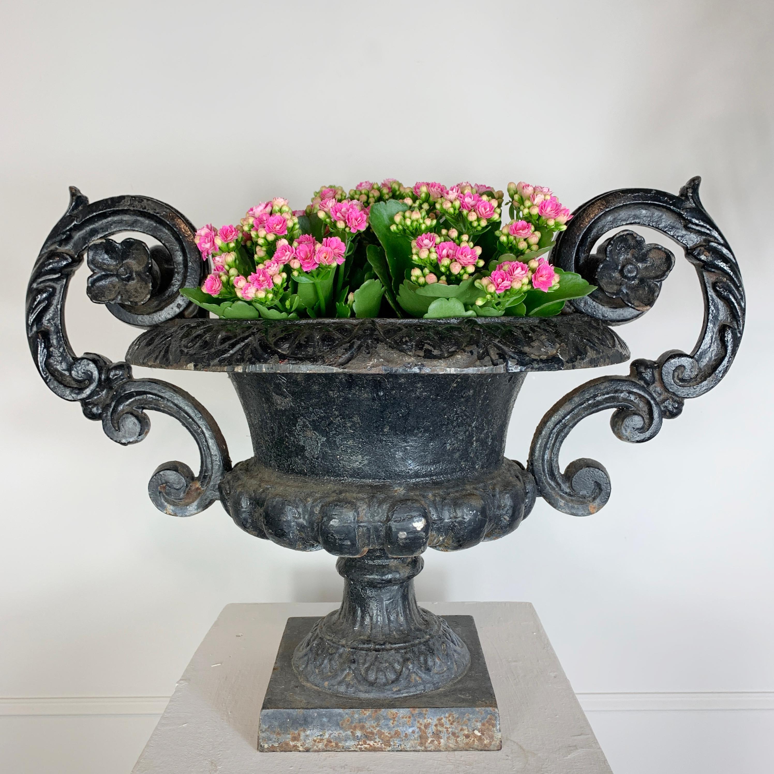 A very beautiful 19th century French classical Urn, with highly decorative handles and detailed shape to the cast iron body. Dating to circa 1870 finished in black (probably later paint).

52cm wide x 38cm height (to top of handles) 29cm height to