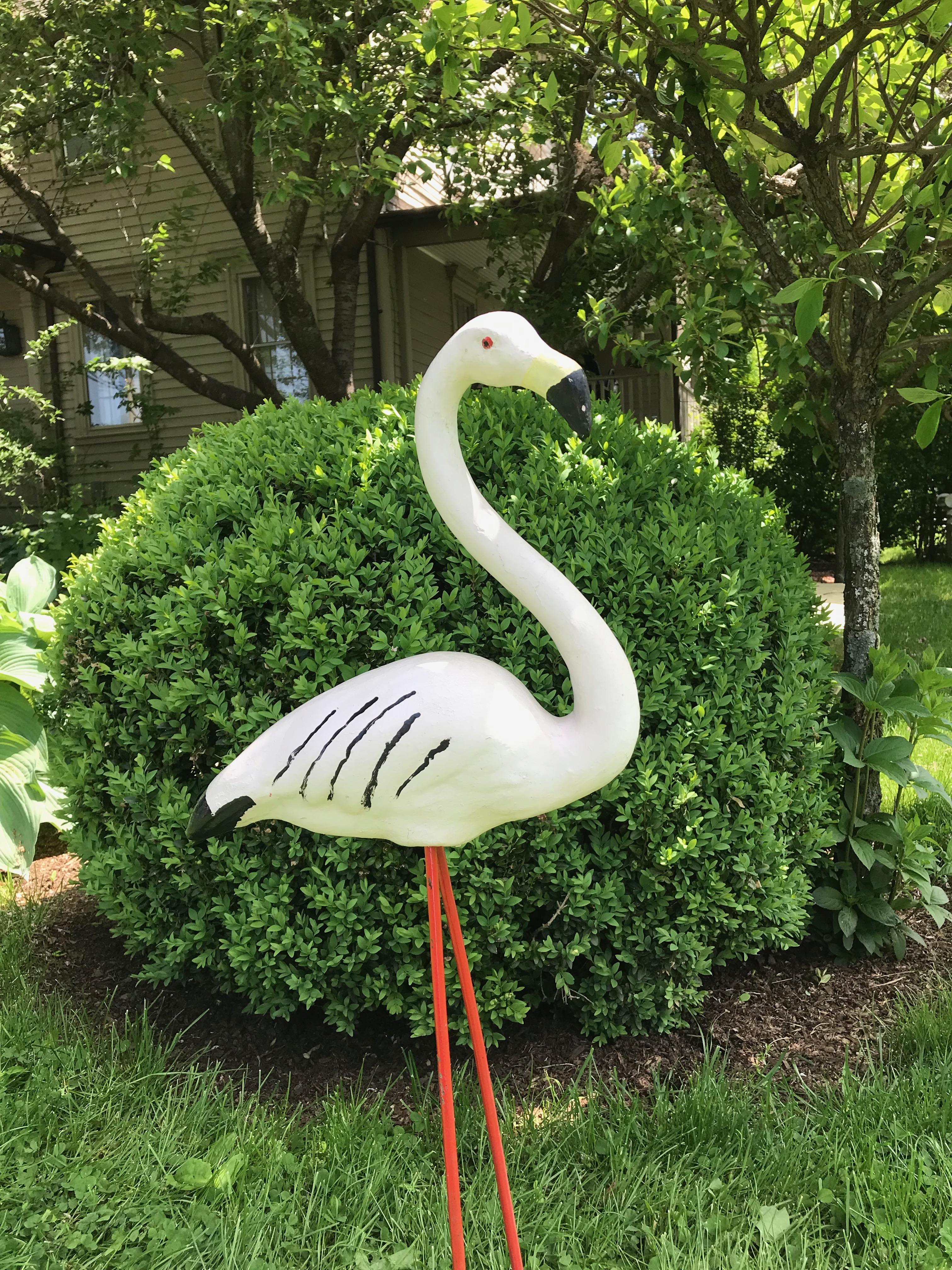 white flamingo bird