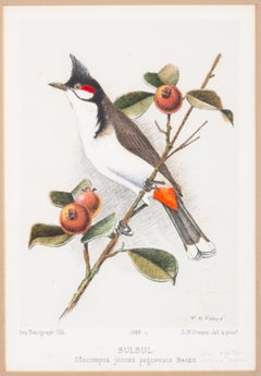 French Chromolithograph of the 'Bulbul' Bird by J.M. Vinson 1985