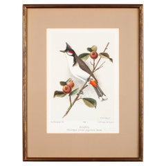 Chromolithographie française de l'oiseau « Bulbul » par J.M. Vinson 1985