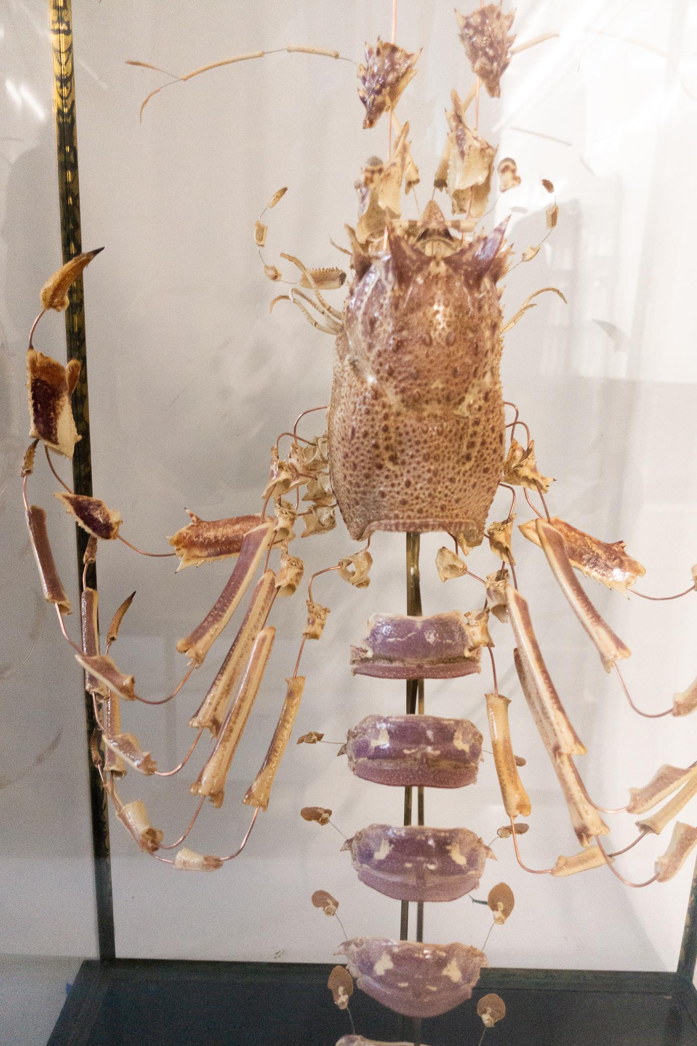 Shell French Deconstructed Clawed Lobster Sculpture in Glass Case