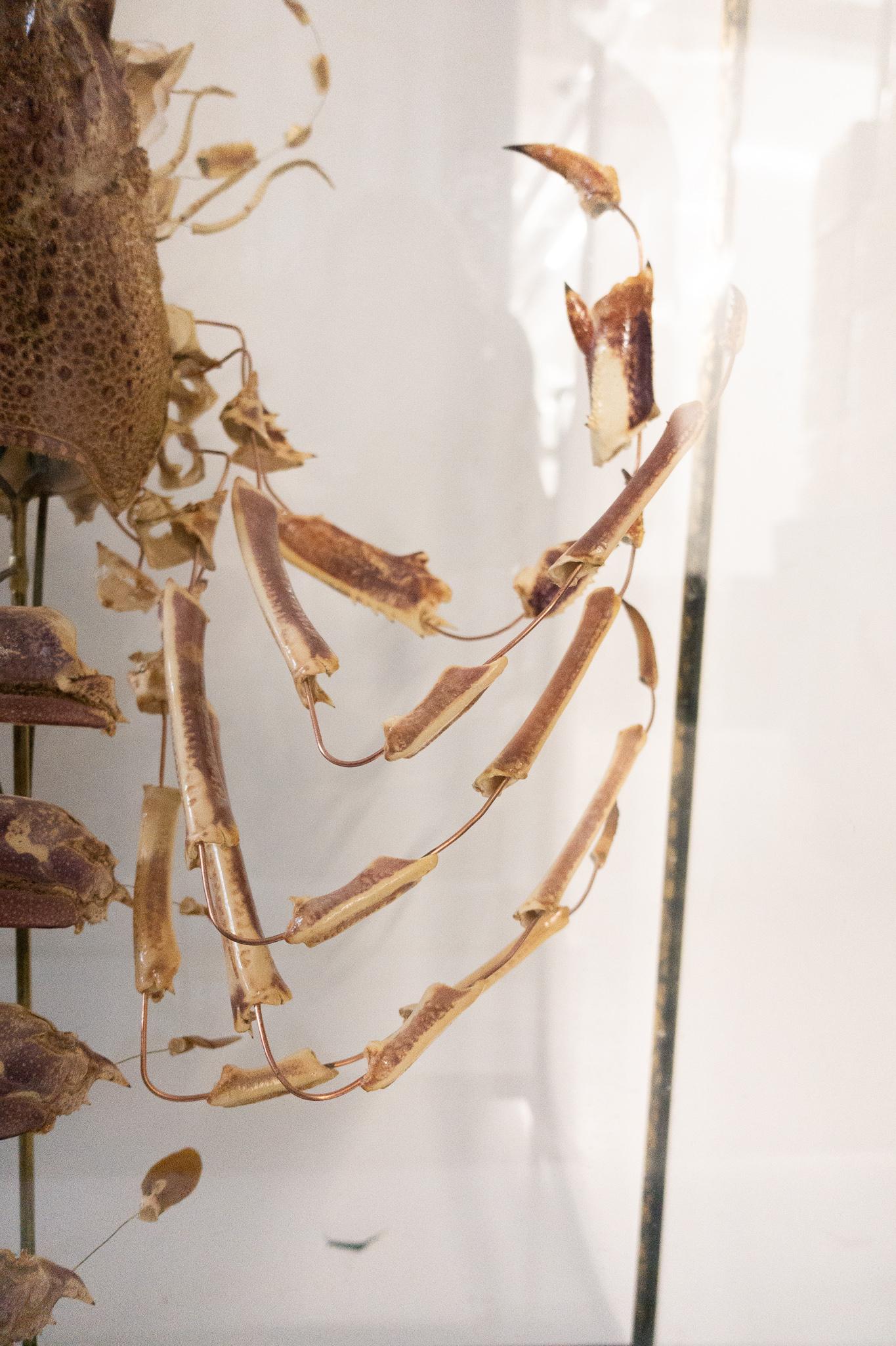 French Deconstructed Clawed Lobster Sculpture in Glass Case 1