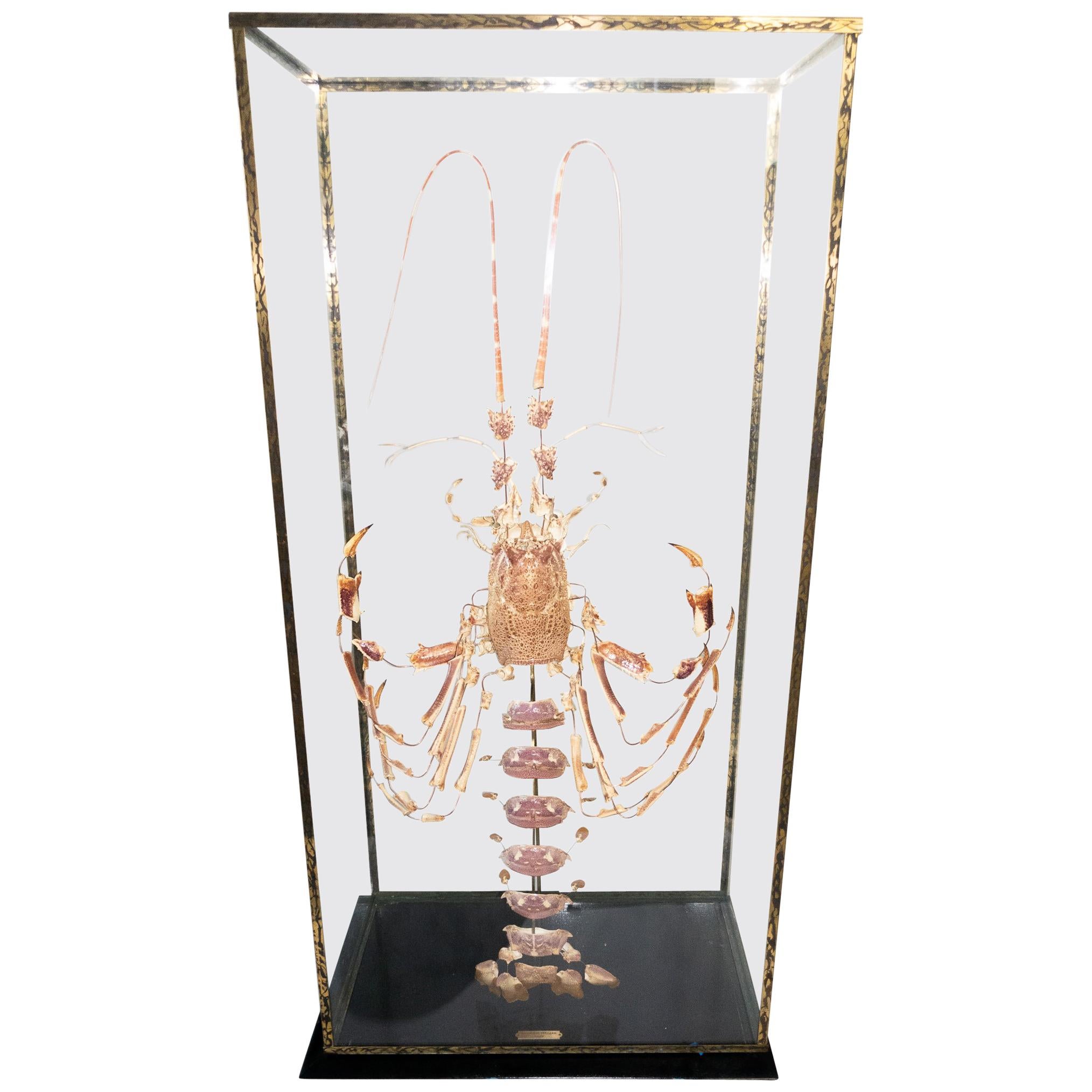 French Deconstructed Clawed Lobster Sculpture in Glass Case