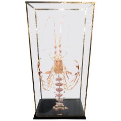 French Deconstructed Clawed Lobster Sculpture in Glass Case