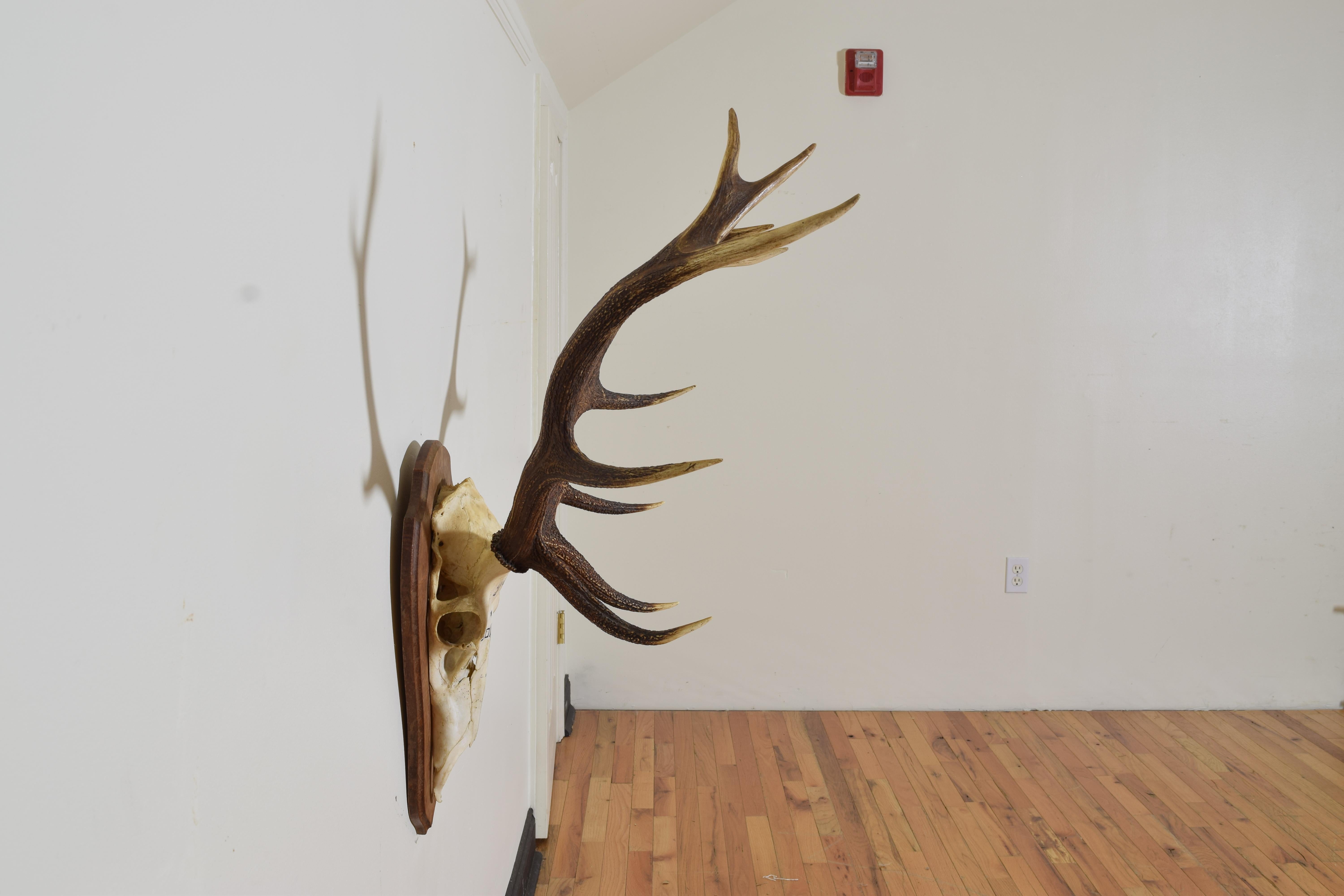 deer antlers in french