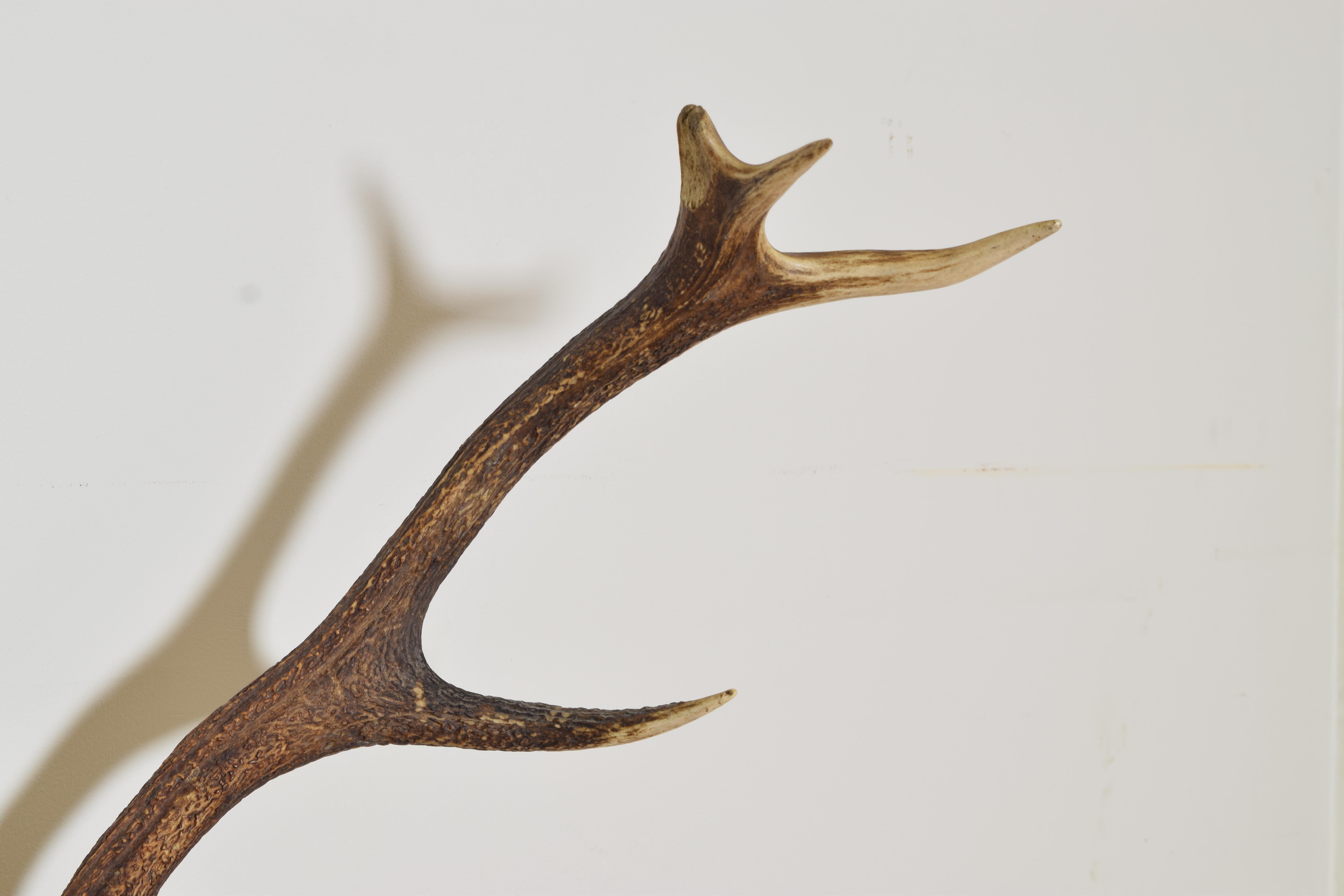 deer antlers labeled