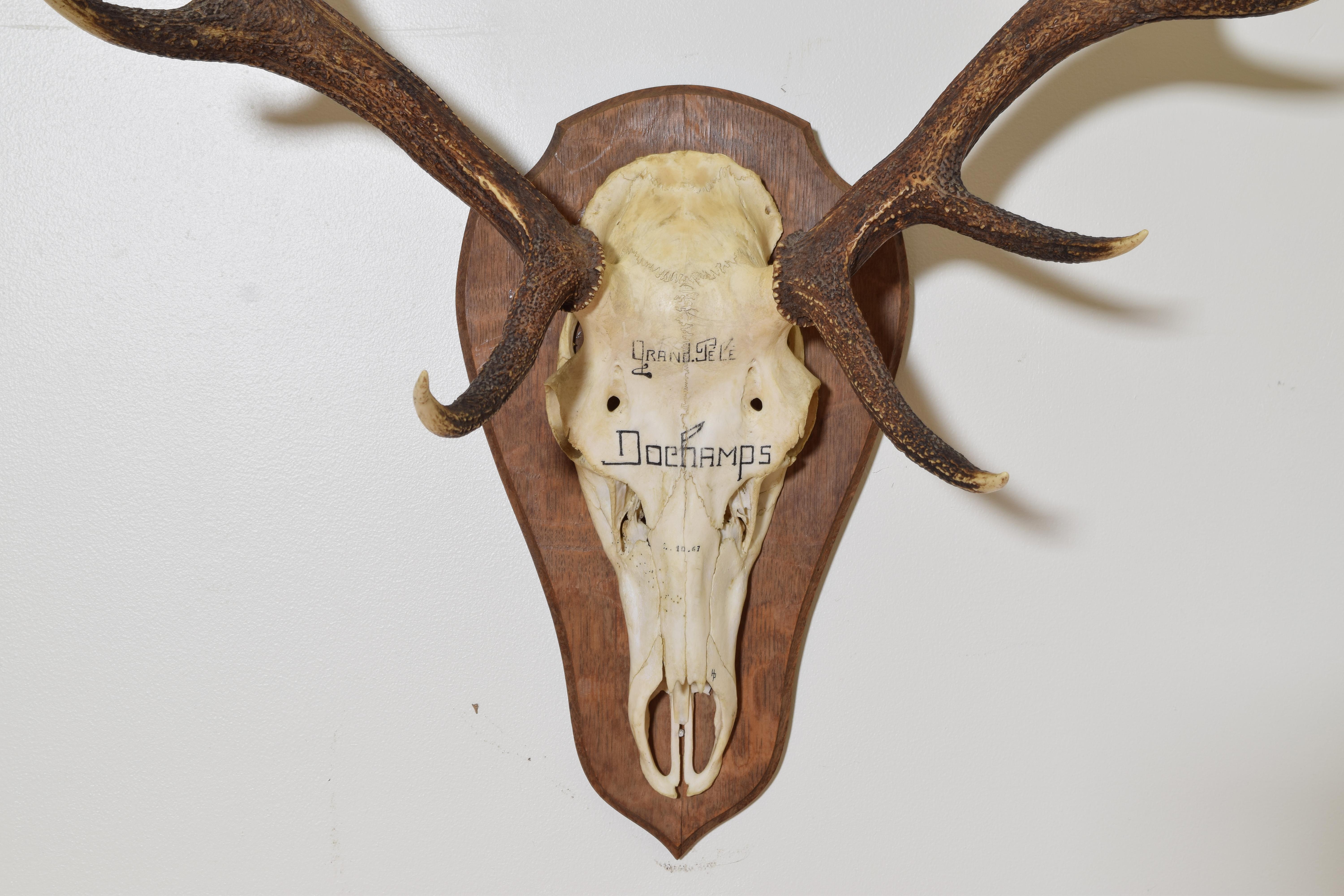 Mid-20th Century French Deer Antler Mount, Le Grand Pele, ca 1967 For Sale