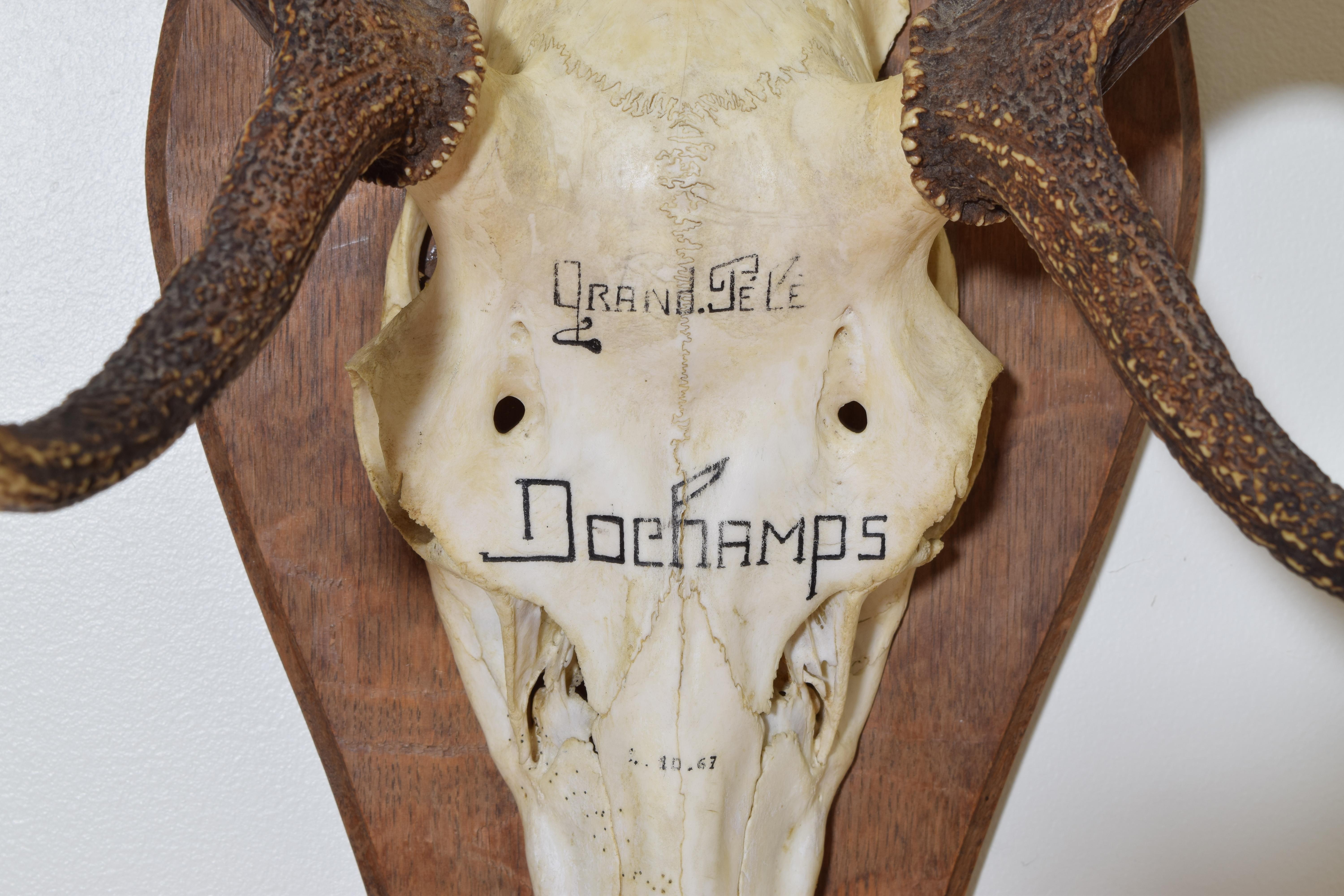 French Deer Antler Mount, Le Grand Pele, ca 1967 For Sale 1