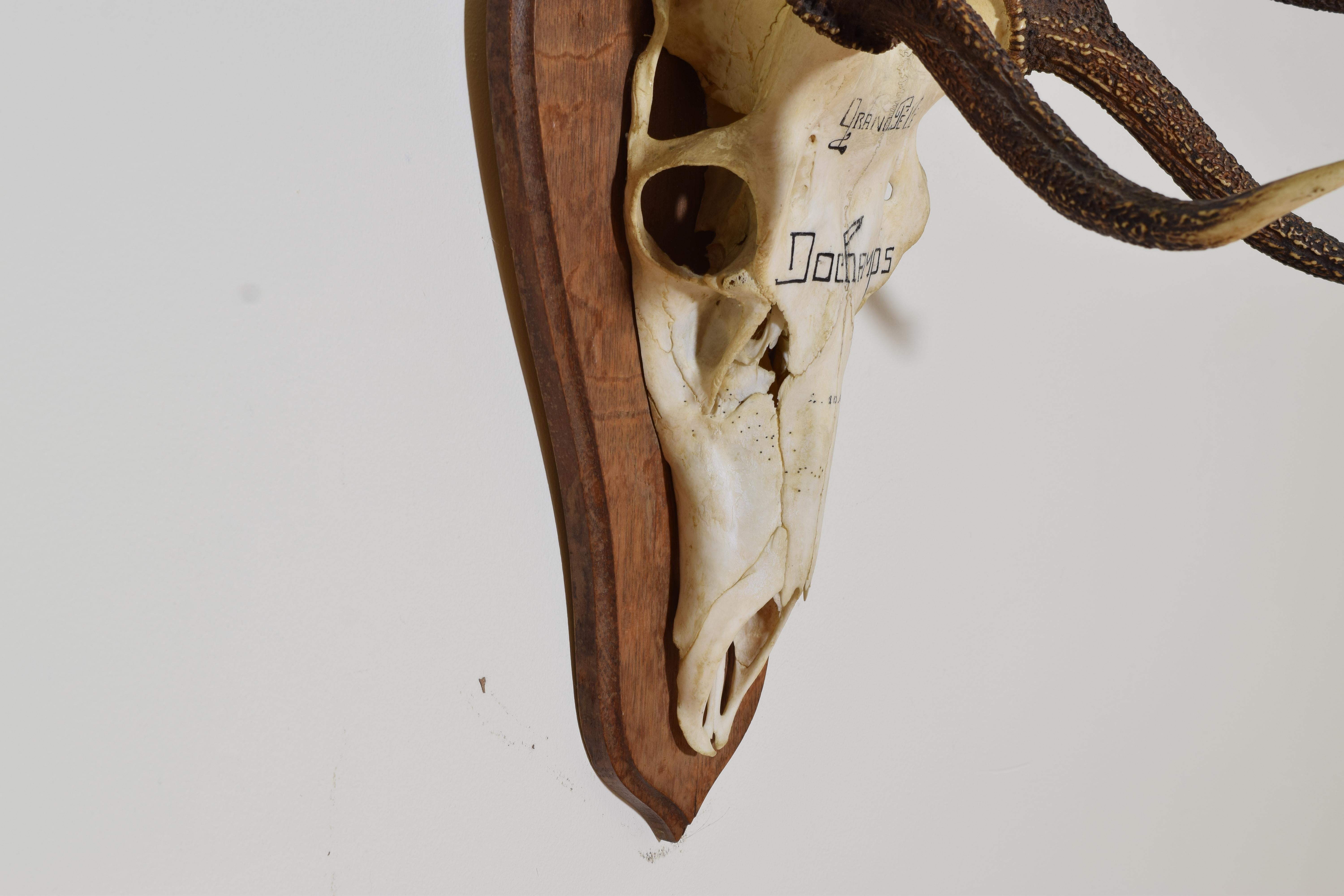 French Deer Antler Mount, Le Grand Pele, ca 1967 For Sale 2